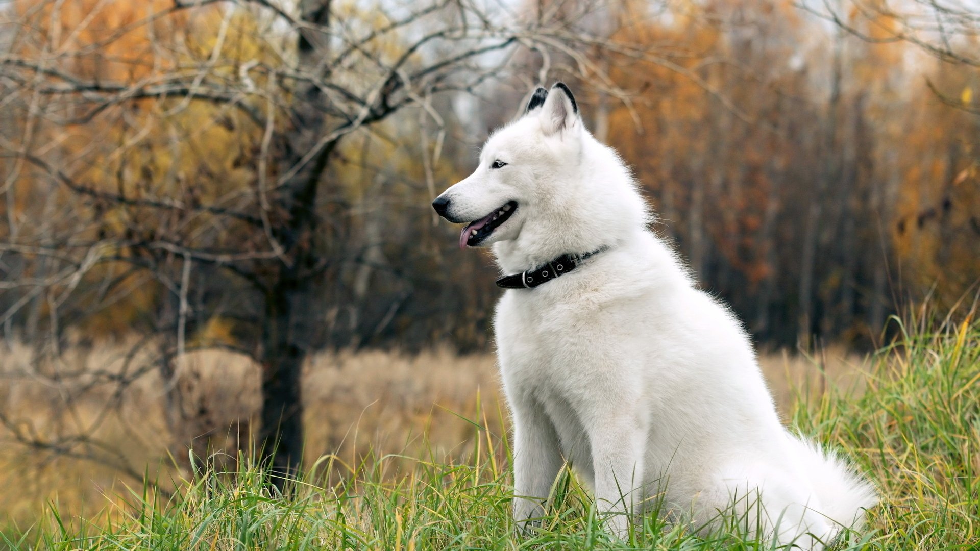 Обои осень, белый, собака, прогулка, маламут, белая собака, аляскинский, autumn, white, dog, walk, malamute, white dog, alaska разрешение 2560x1600 Загрузить