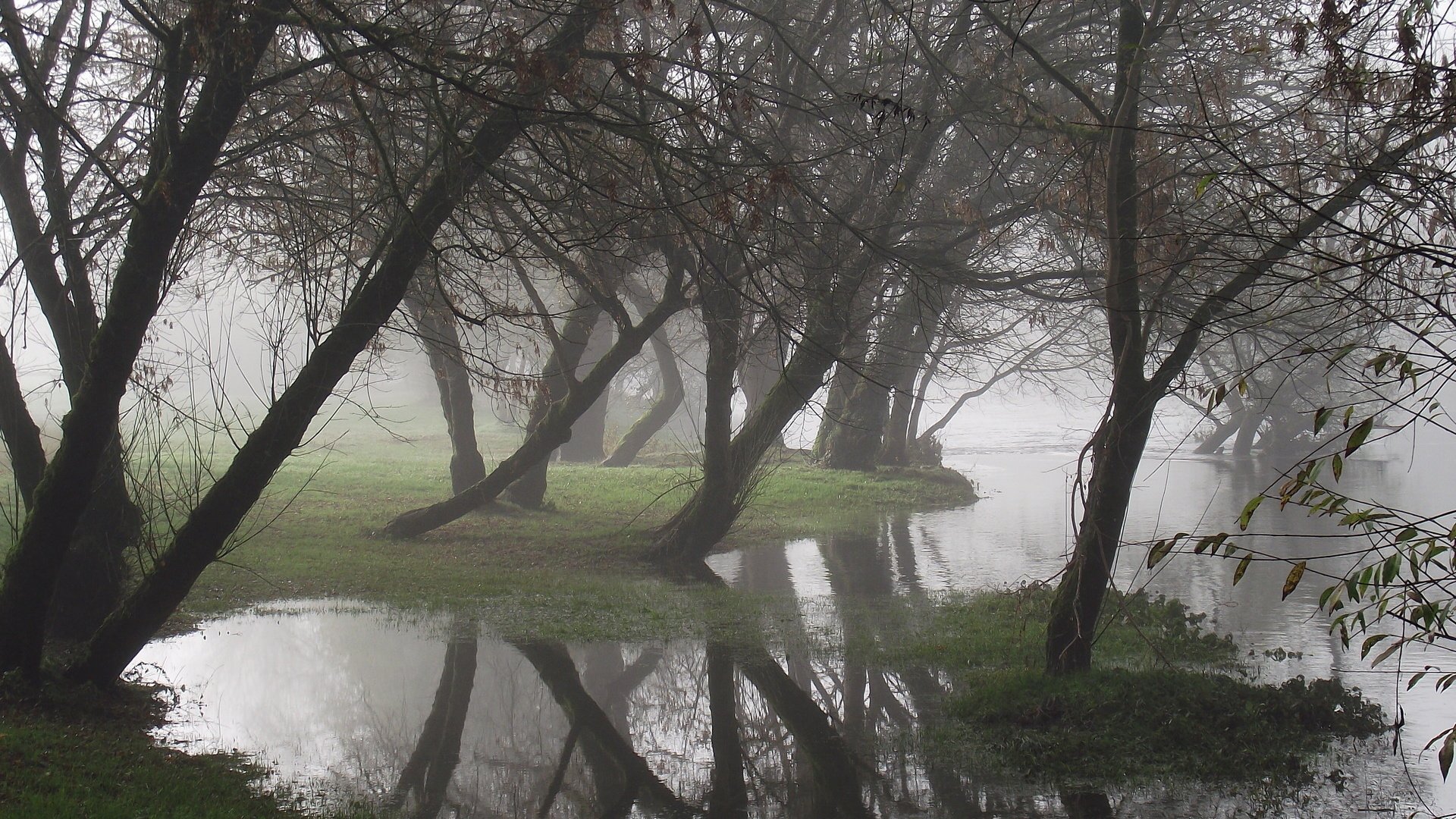 Обои деревья, вода, отражение, туман, trees, water, reflection, fog разрешение 1920x1200 Загрузить