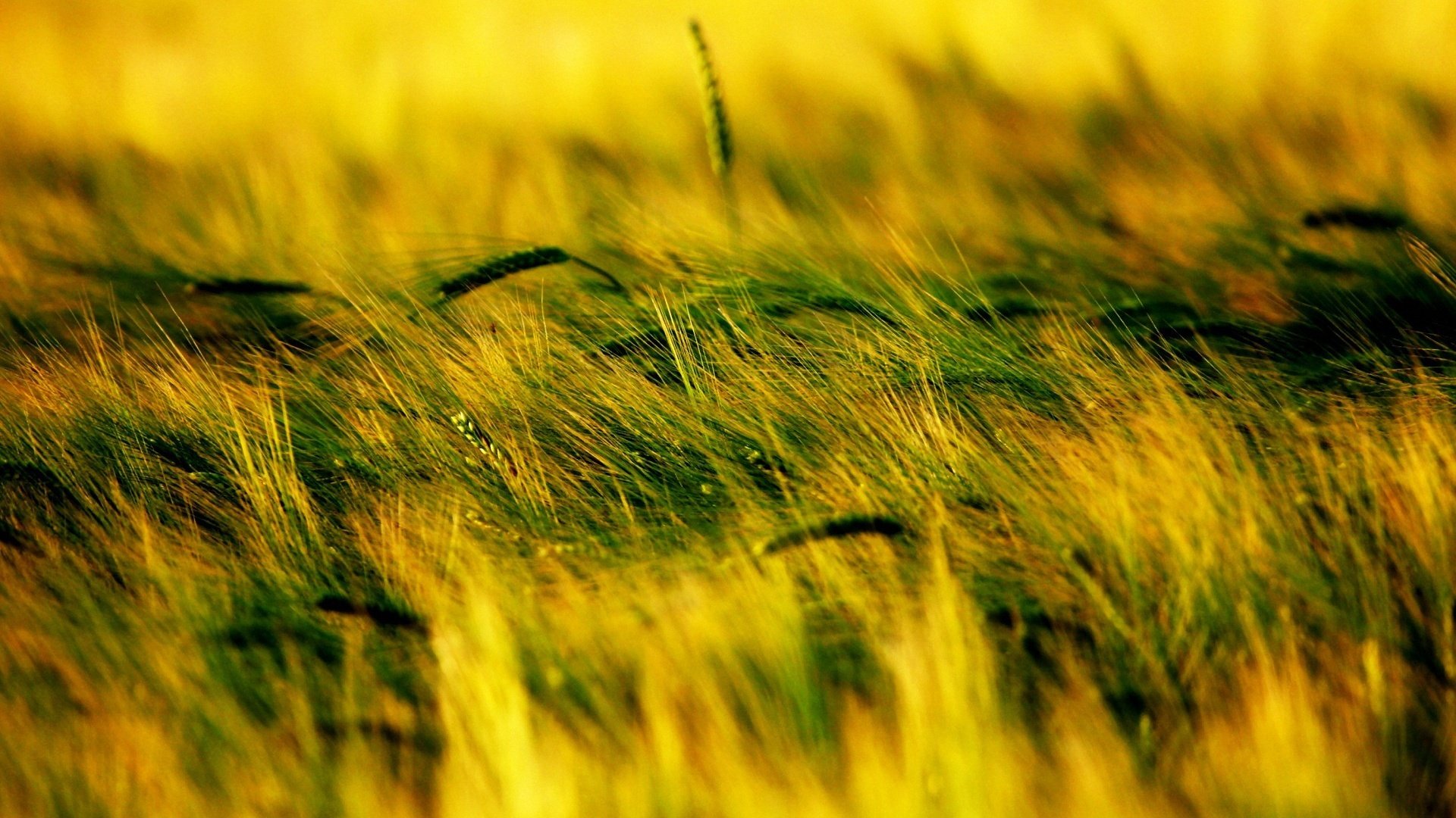 Обои трава, растения, поле, колоски, grass, plants, field, spikelets разрешение 1920x1440 Загрузить