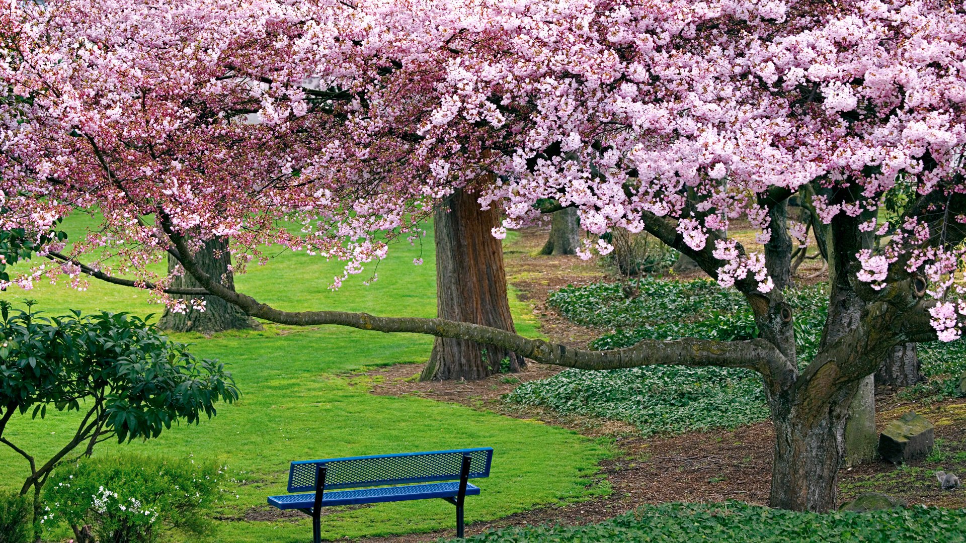 Обои деревья, природа, дорожка, весна, скамейка, сакура, цветущие, trees, nature, track, spring, bench, sakura, blooming разрешение 1920x1200 Загрузить