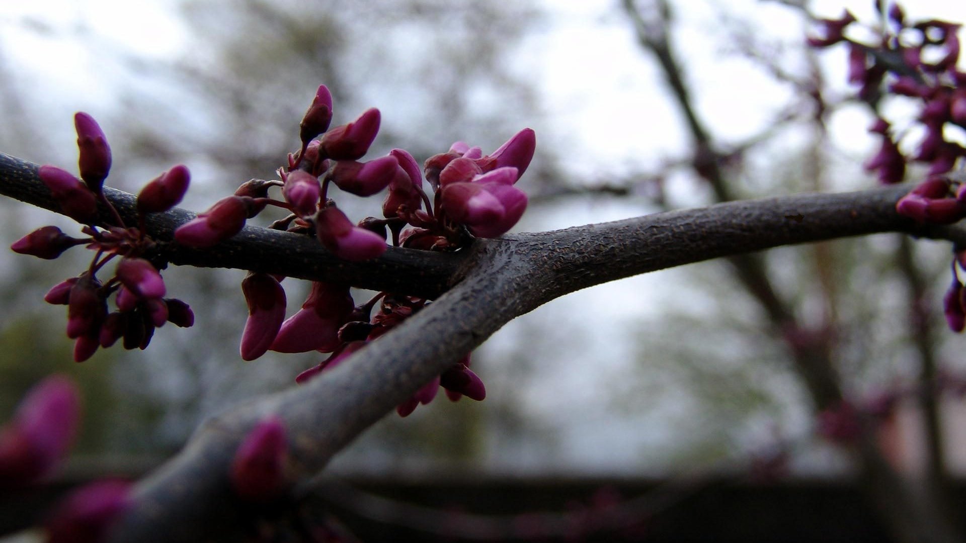 Обои цветы, дерево, ветви, весна, flowers, tree, branch, spring разрешение 1920x1200 Загрузить