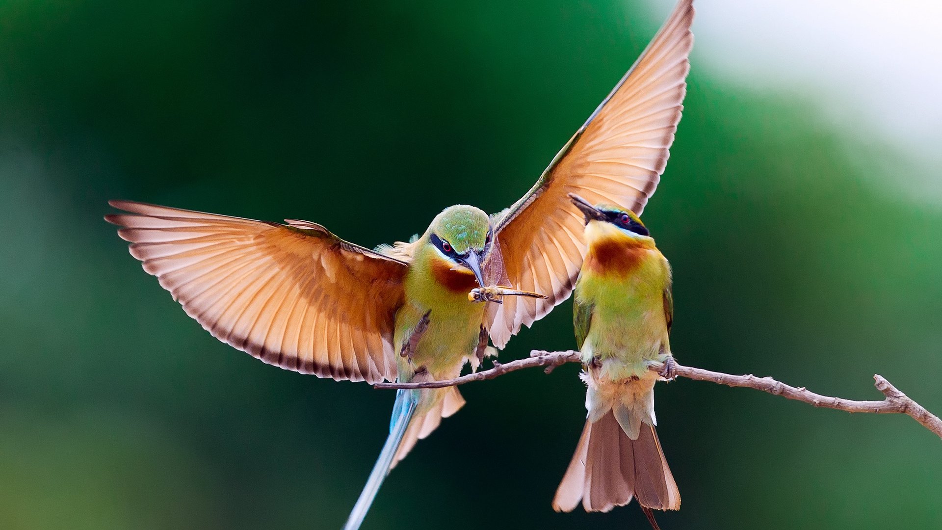 Обои ветка, крылья, птицы, пара, пчелоед, щурка золотистая, branch, wings, birds, pair, peeled, golden bee-eater разрешение 1920x1200 Загрузить