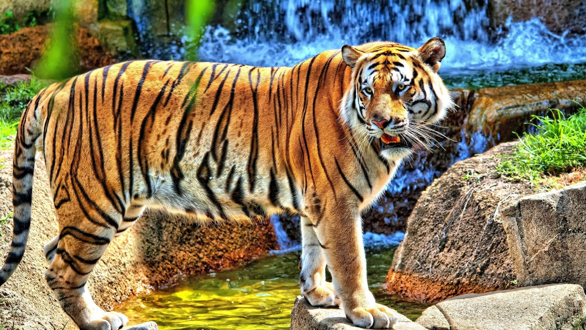 Обои тигр, вода, камни, водопад, смотрит, хищник, стоит, tiger, water, stones, waterfall, looks, predator, is разрешение 2560x1600 Загрузить