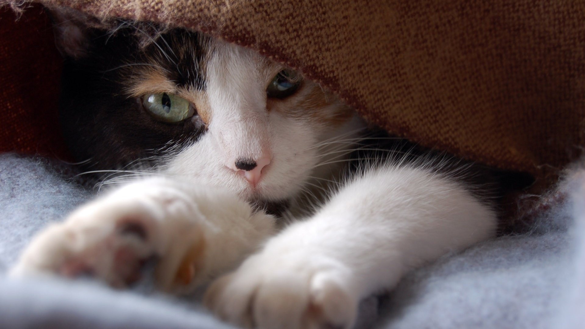 Обои кот, кошка, взгляд, одеяло, лапки, трехцветный, cat, look, blanket, legs, tri-color разрешение 1920x1200 Загрузить