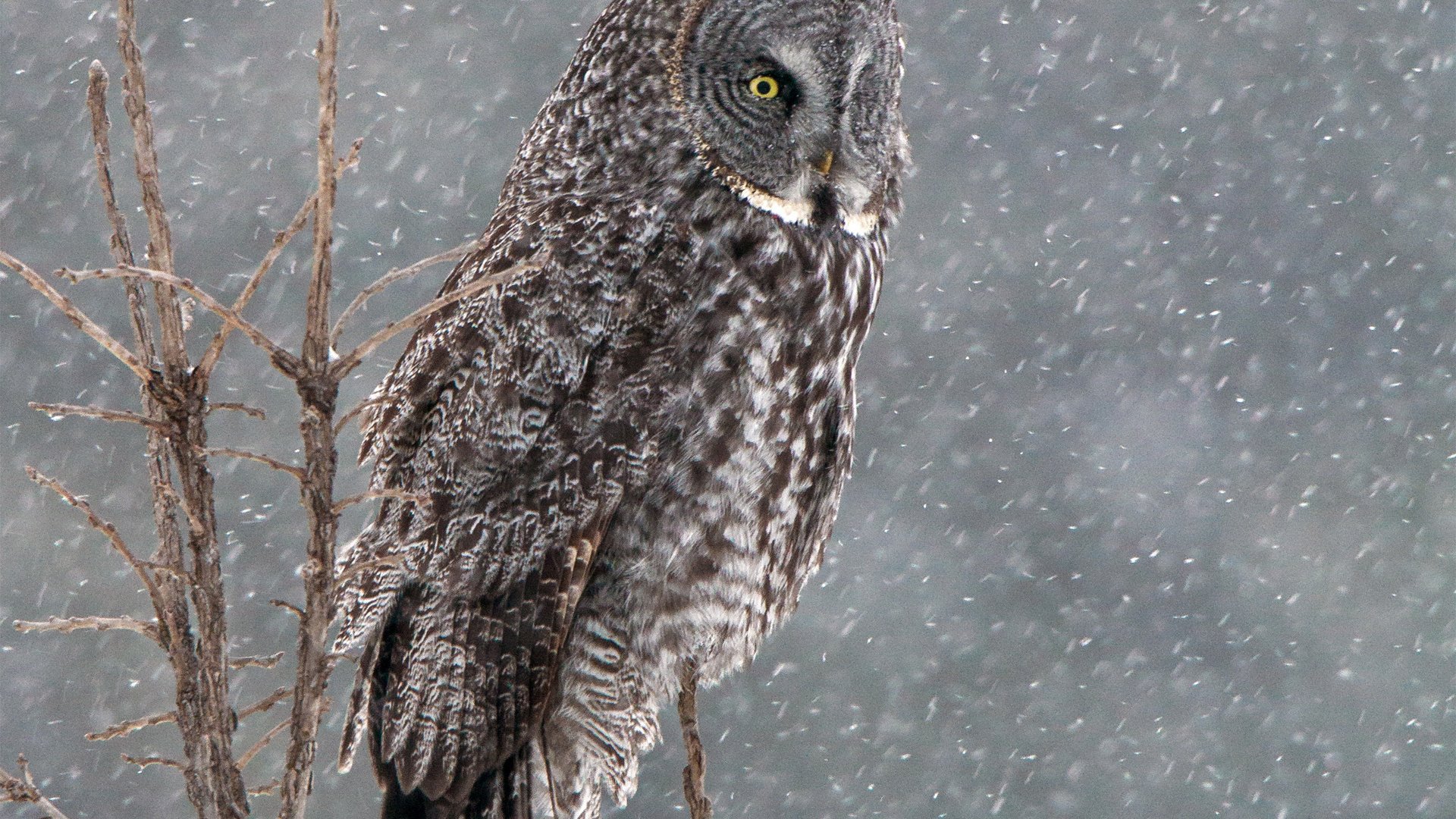 Обои сова, снег, дерево, зима, птица, бородатая неясыть, неясыть, owl, snow, tree, winter, bird, great grey owl разрешение 1920x1440 Загрузить