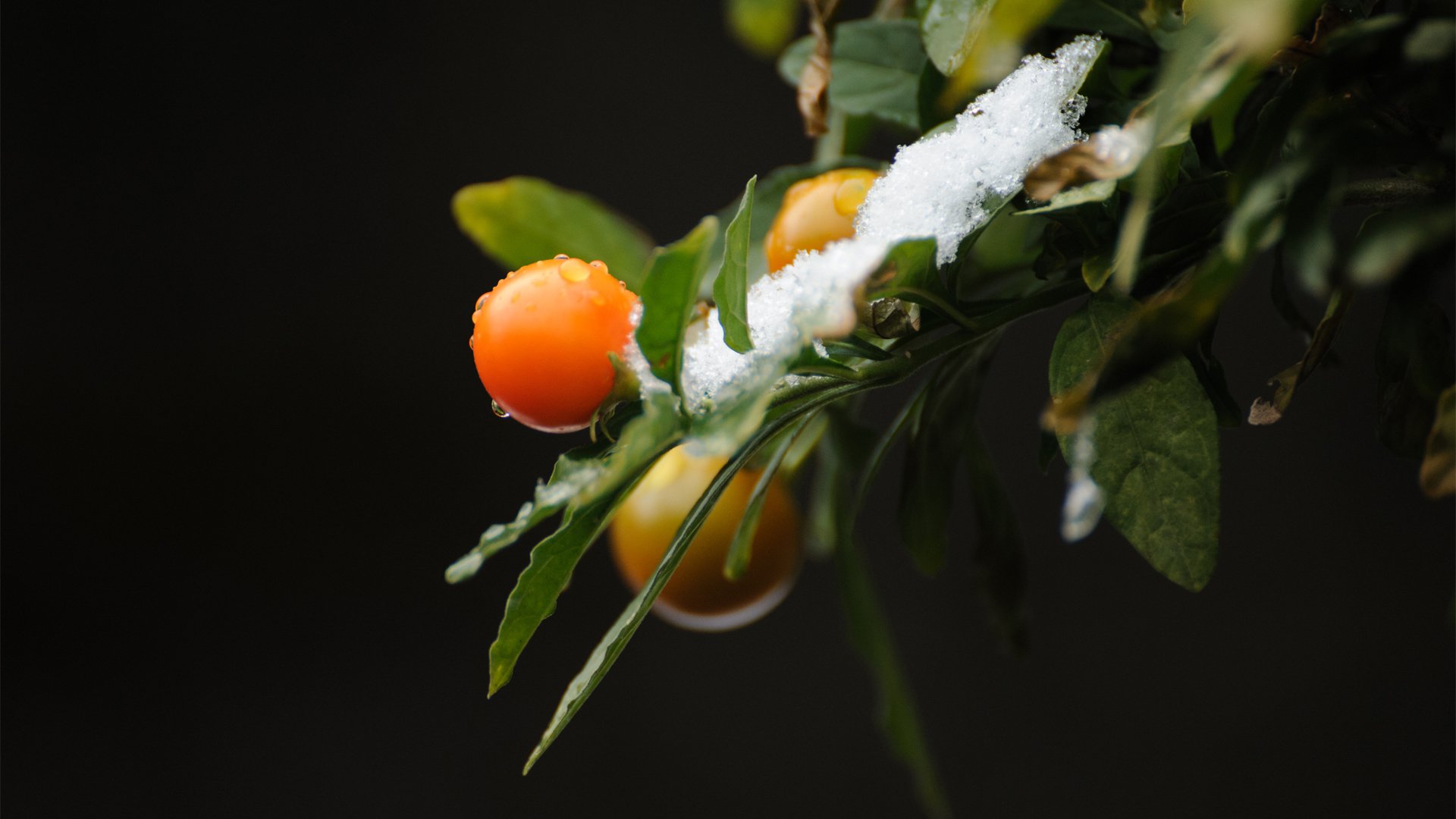 Обои ветка, снег, природа, листья, фон, ягоды, branch, snow, nature, leaves, background, berries разрешение 1920x1200 Загрузить