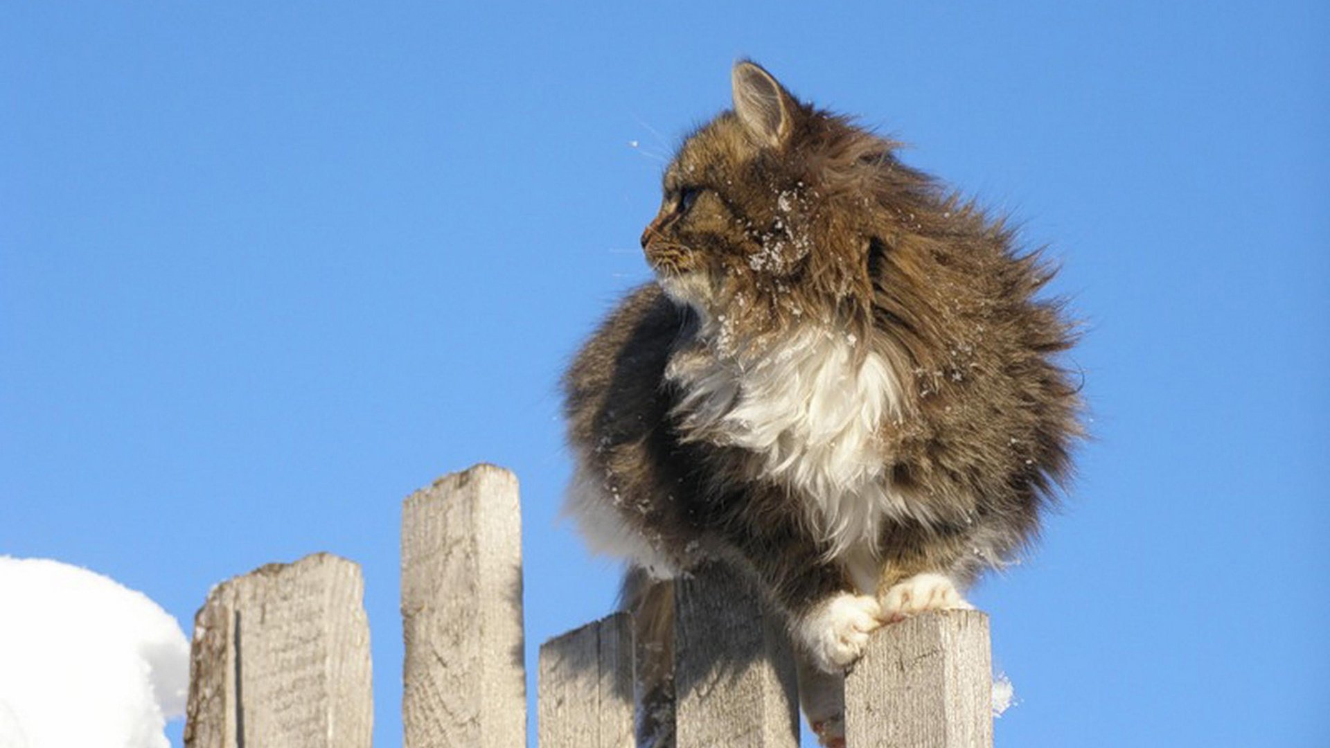 Обои небо, кот, кошка, забор, пушистый, серо-белый, the sky, cat, the fence, fluffy, grey white разрешение 2560x1600 Загрузить