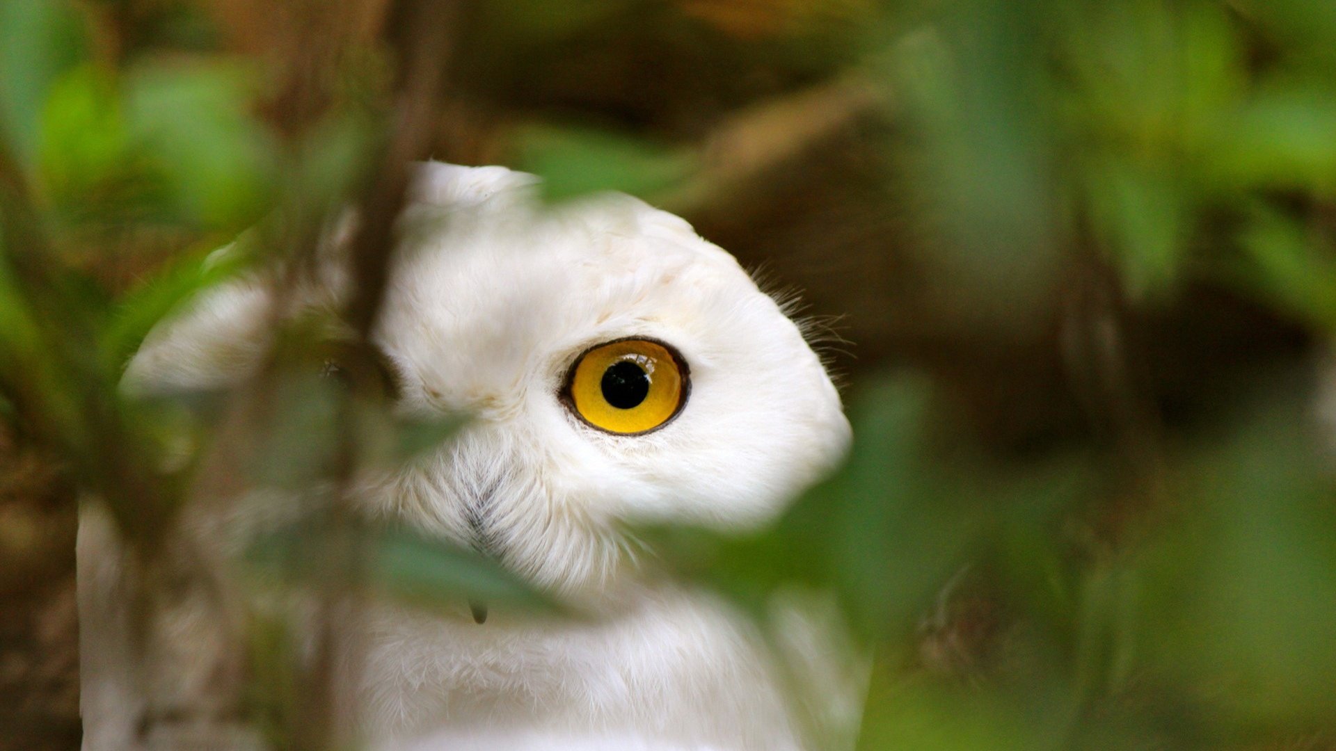 Обои сова, ветки, взгляд, хищник, птица, сова белая, owl, branches, look, predator, bird, owl white разрешение 1920x1200 Загрузить