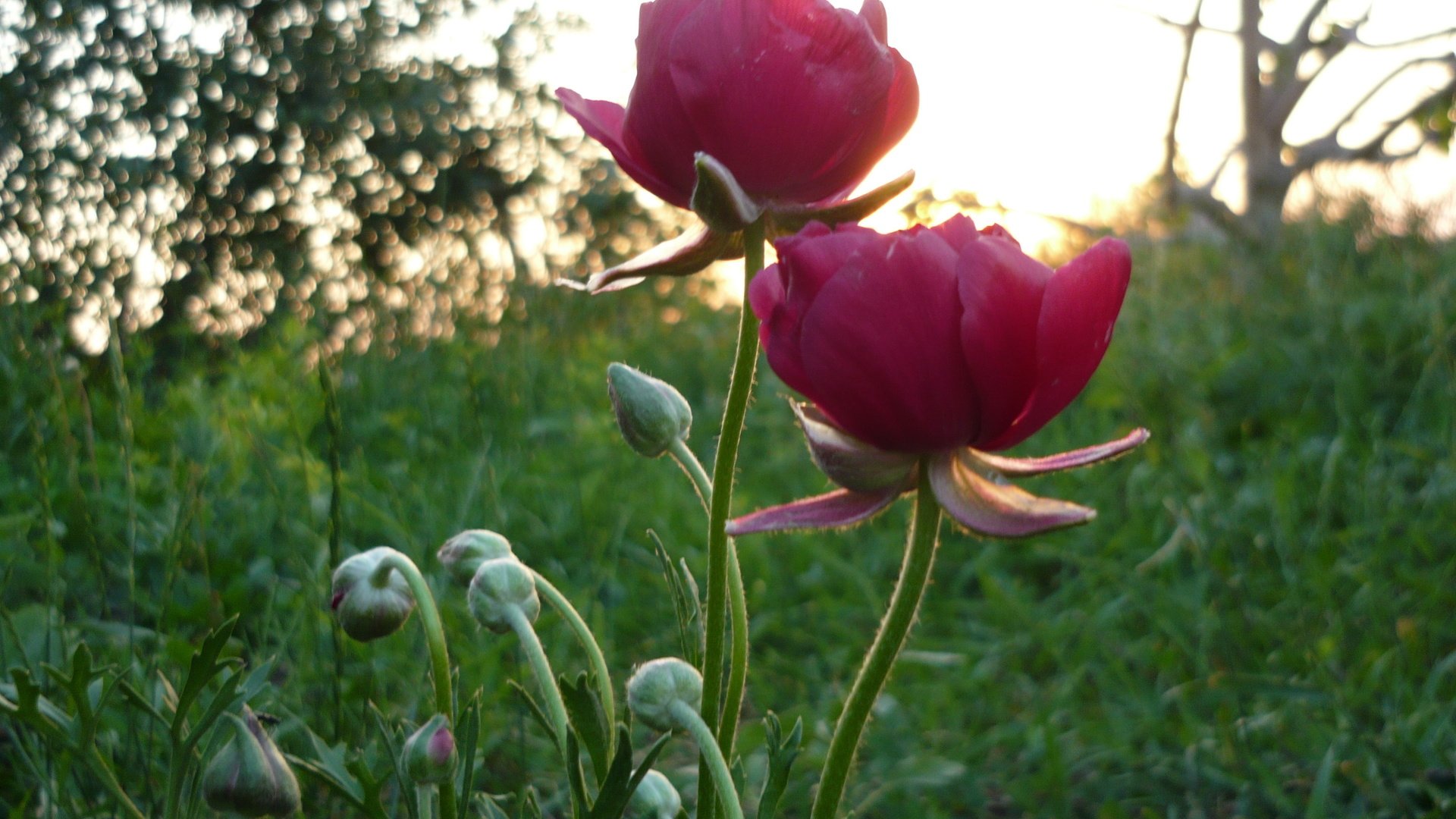 Обои цветы, трава, восход, зелень, утро, лето, flowers, grass, sunrise, greens, morning, summer разрешение 3264x2448 Загрузить