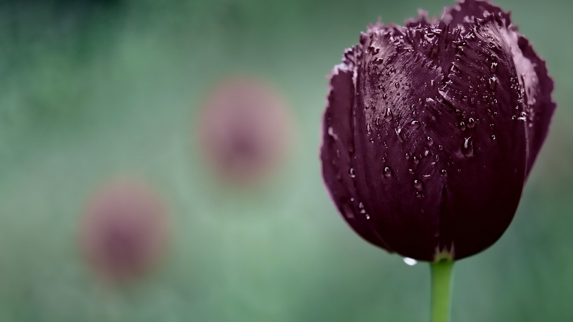 Обои макро, капли, тюльпан, macro, drops, tulip разрешение 1920x1200 Загрузить