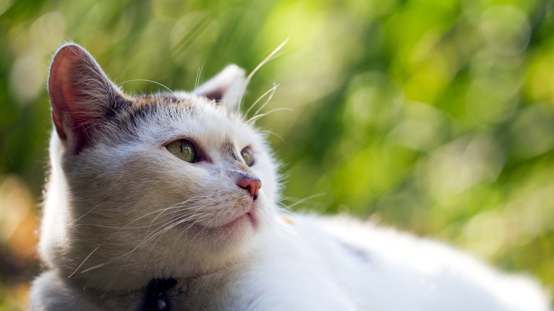 Обои морда, природа, фон, кот, кошка, взгляд, размытость, face, nature, background, cat, look, blur разрешение 2560x1600 Загрузить