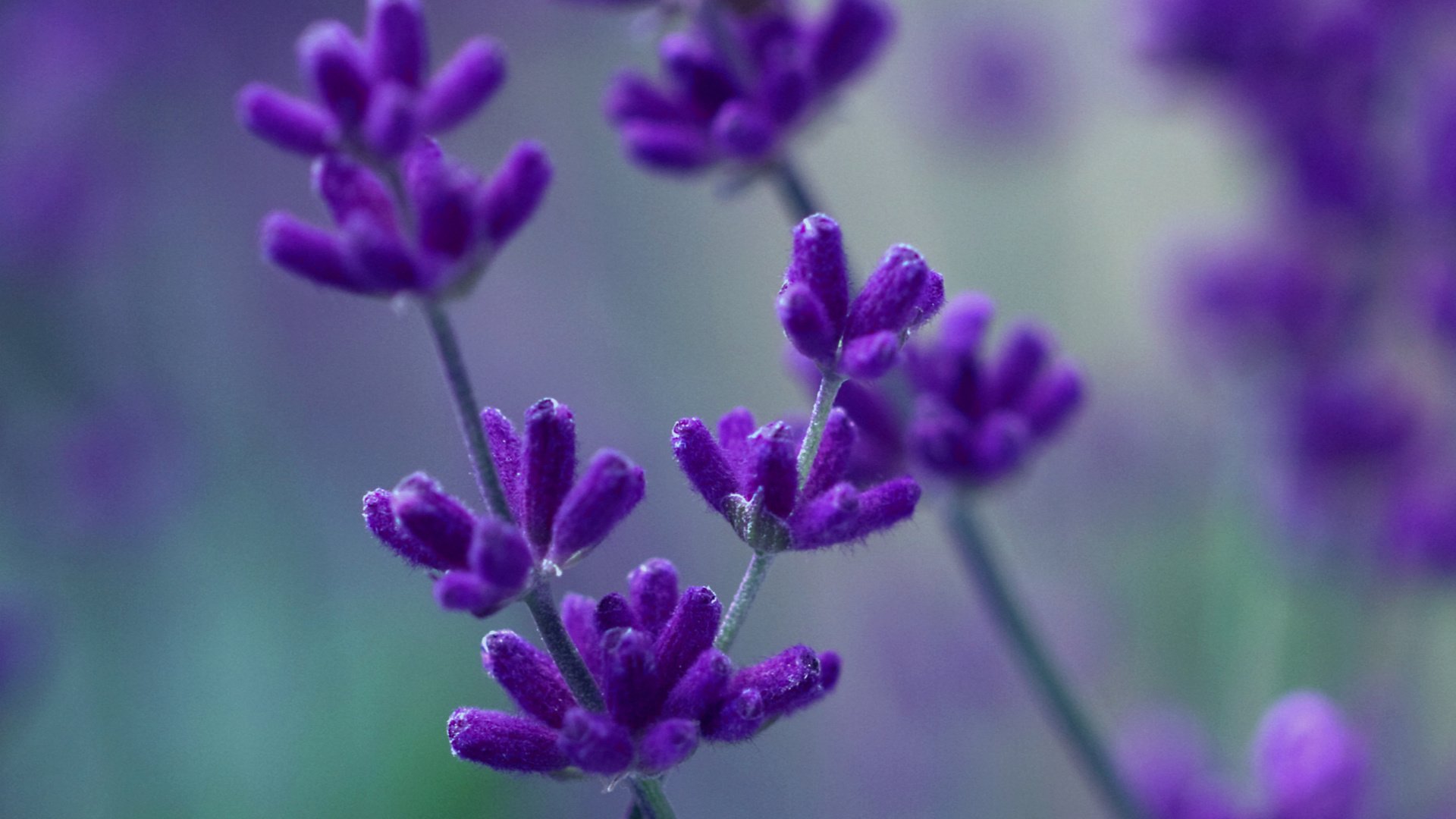 Обои макро, лаванда, фиолетовый, сиреневый, macro, lavender, purple, lilac разрешение 3618x1380 Загрузить