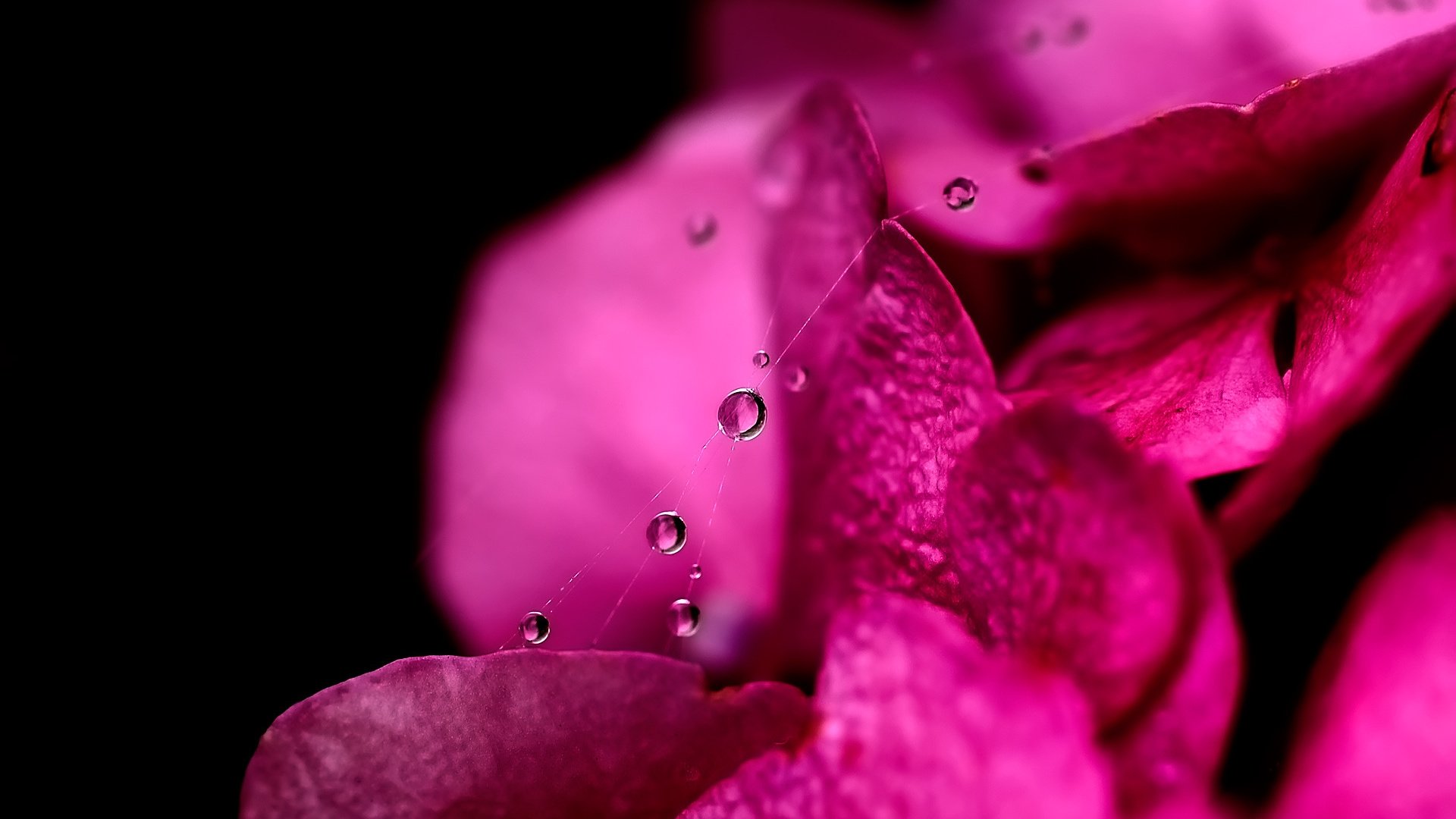 Обои вода, макро, капли, лепестки, паутинка, water, macro, drops, petals, gossamer разрешение 1920x1440 Загрузить