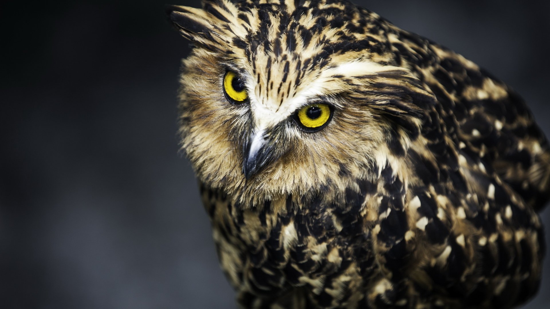 Обои сова, взгляд, хищник, птица, черный фон, перья, owl, look, predator, bird, black background, feathers разрешение 2560x1600 Загрузить