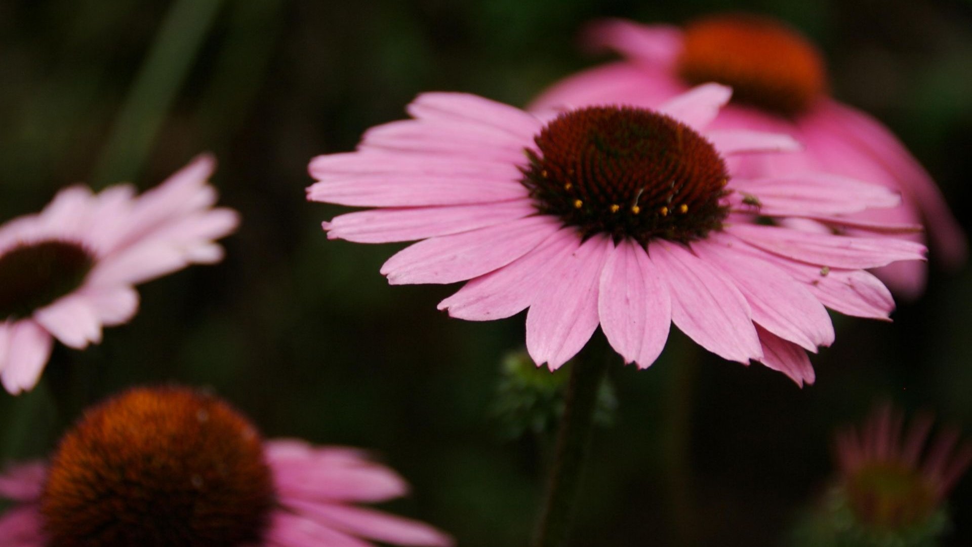 Обои цветы, лепестки, розовые, cvety, makro, foto, krasivye oboi, эхинацея, леспестки, flowers, petals, pink, echinacea, lepestki разрешение 1920x1200 Загрузить