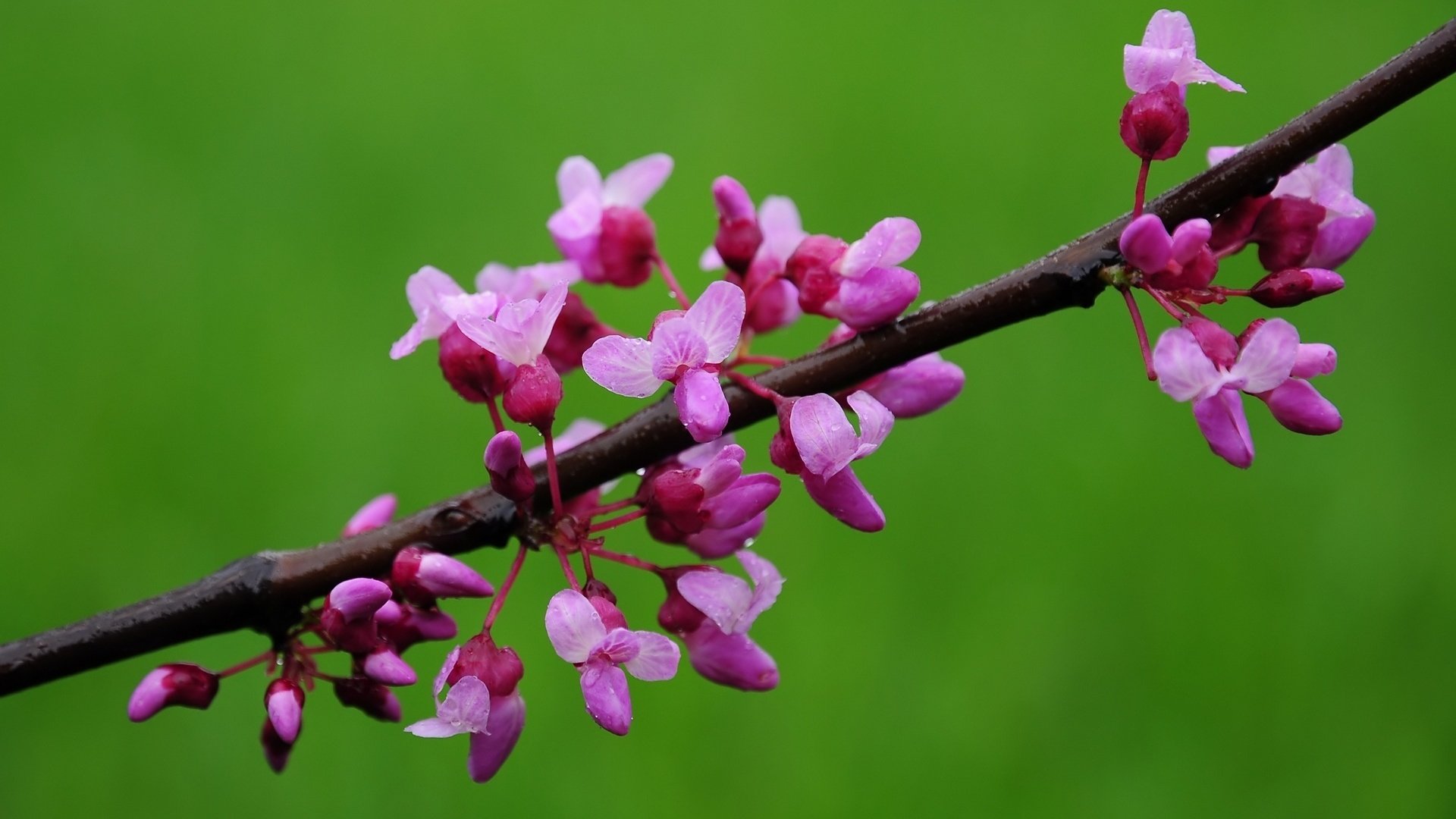 Обои цветы, цветение, весна, миндаль, flowers, flowering, spring, almonds разрешение 1920x1200 Загрузить