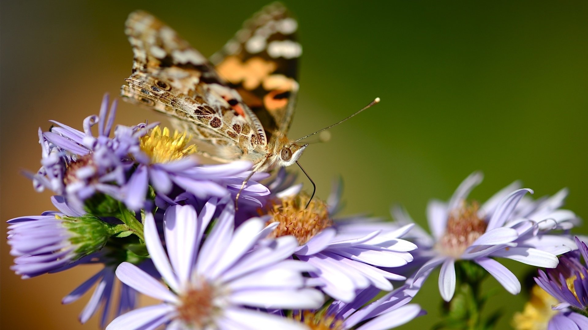 Обои цветы, насекомое, бабочка, крылья, cvety, babochka, makro, priroda, flowers, insect, butterfly, wings разрешение 2557x1577 Загрузить