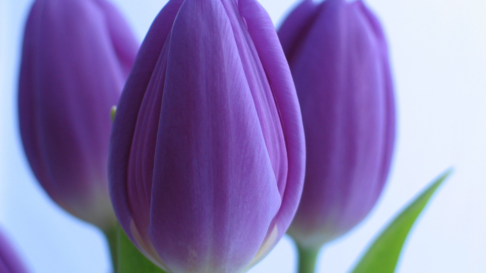 Обои цветы, тюльпаны, крупный план, cvety, tyulpany, fioletovye, flowers, tulips, close-up разрешение 2483x1863 Загрузить