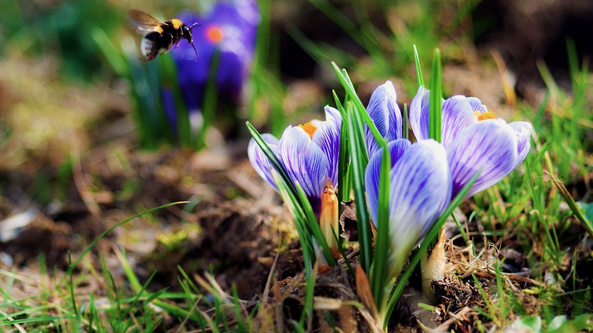 Обои природа, насекомое, весна, шмель, крокусы, боке, cvety, krokusy, vesennie, шафран, saffron, nature, insect, spring, bumblebee, crocuses, bokeh разрешение 1920x1200 Загрузить