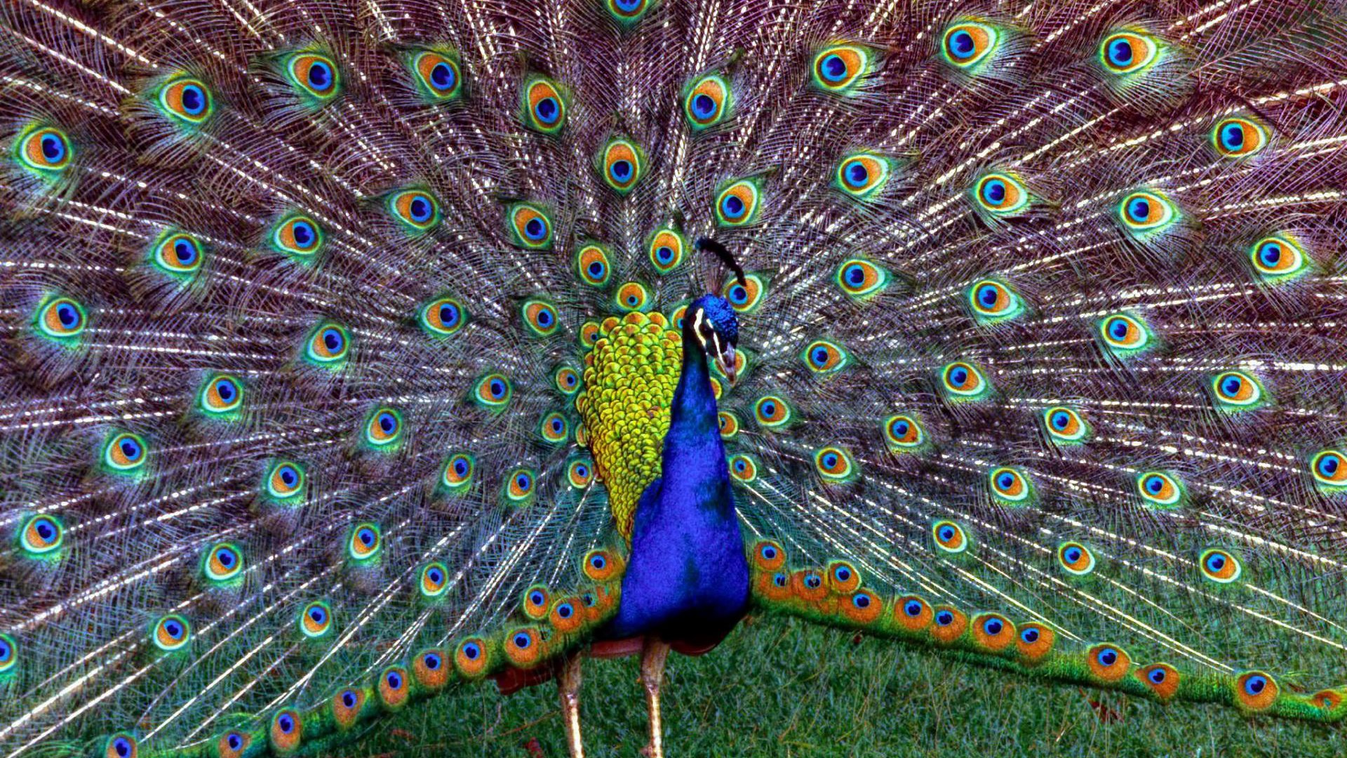 Обои трава, птица, павлин, перья, красивый, хвост, grass, bird, peacock, feathers, beautiful, tail разрешение 1920x1200 Загрузить