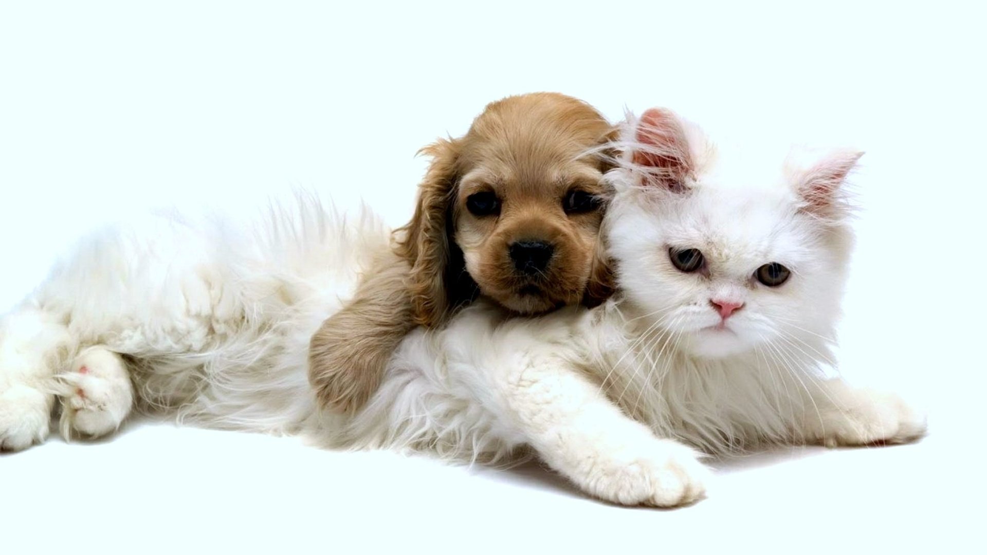 Обои кот, щенок, cat, puppy разрешение 2000x1125 Загрузить