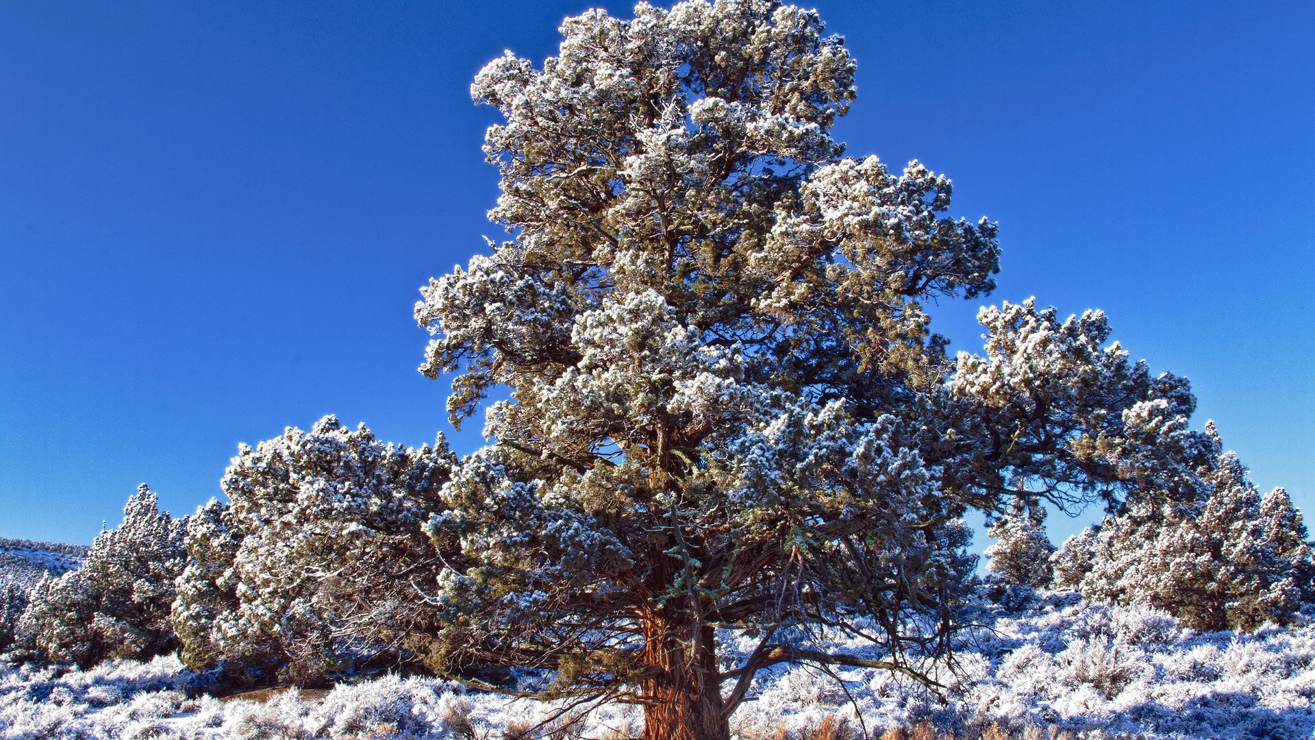 Обои небо, снег, дерево, зима, иней, день, синее, морозный, the sky, snow, tree, winter, frost, day, blue, frosty разрешение 2560x1600 Загрузить