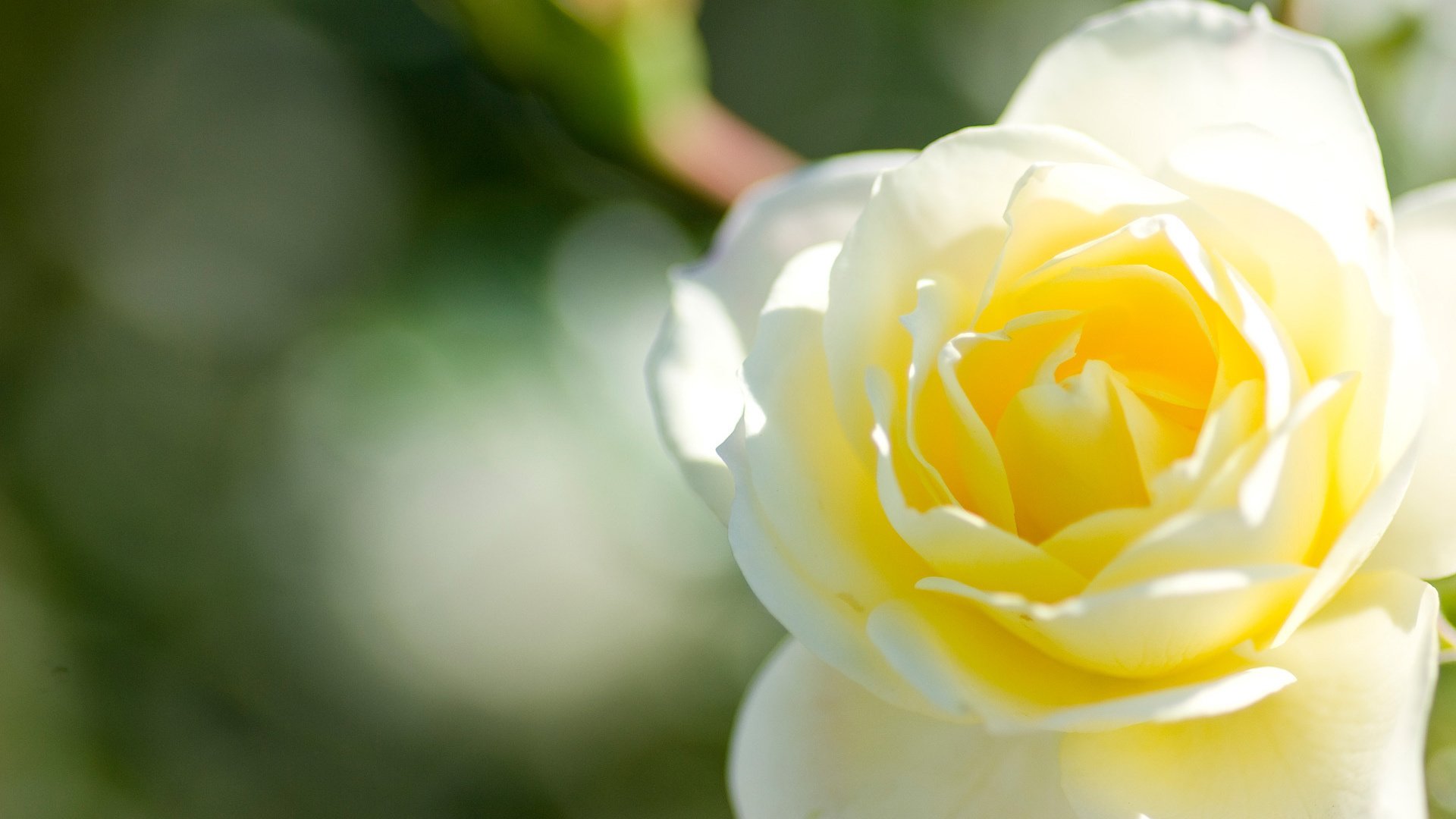 Обои макро, цветок, роза, лепестки, бутон, белая, macro, flower, rose, petals, bud, white разрешение 1920x1200 Загрузить