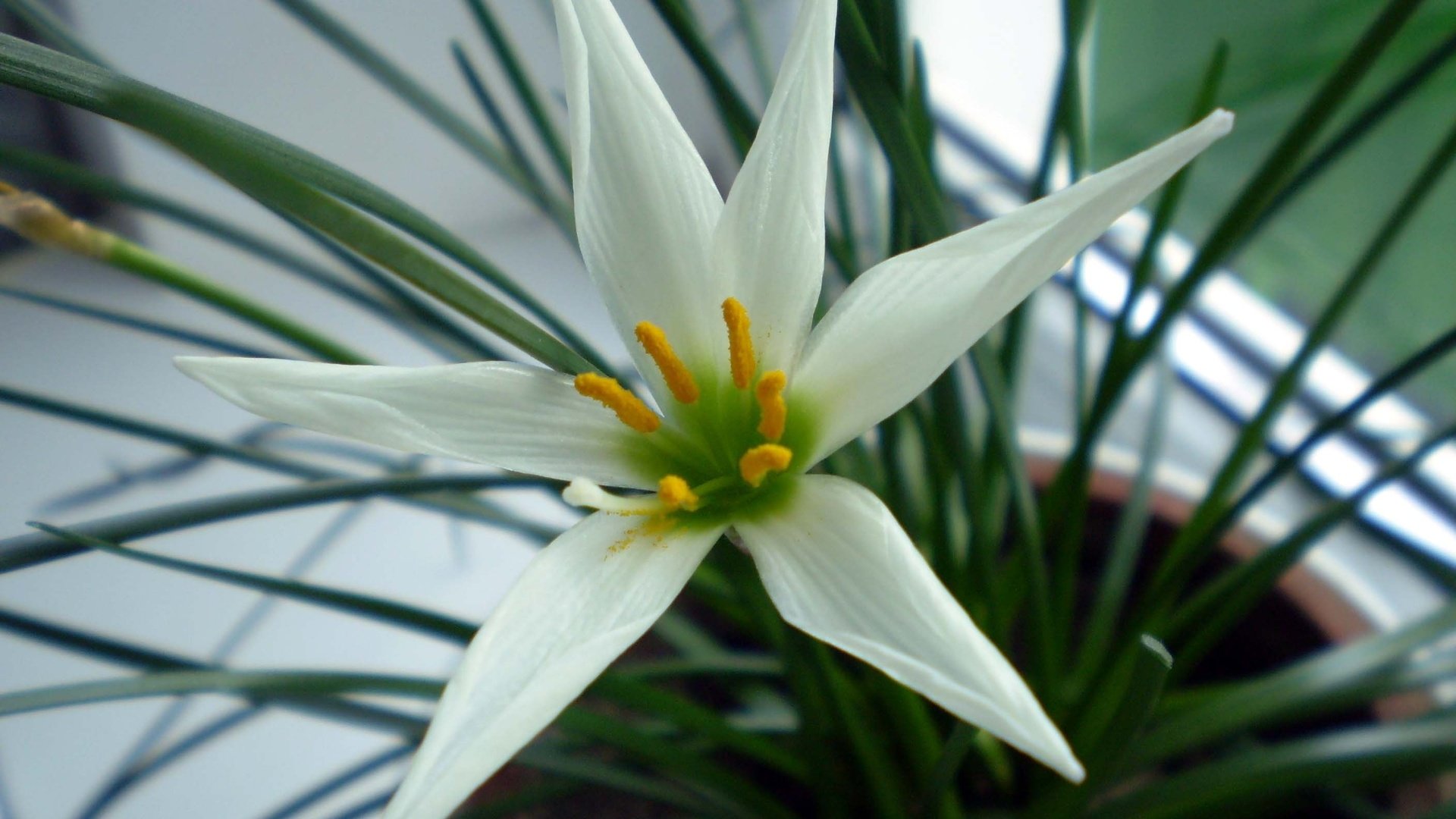 Обои белый цветок, white flower разрешение 2816x2112 Загрузить