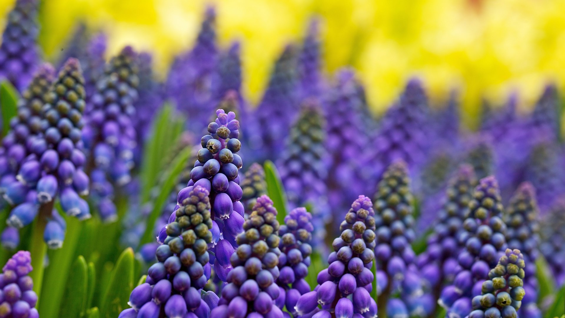 Обои цветы, размытость, гадючий лук, мускари, flowers, blur, viper onion, muscari разрешение 1920x1280 Загрузить