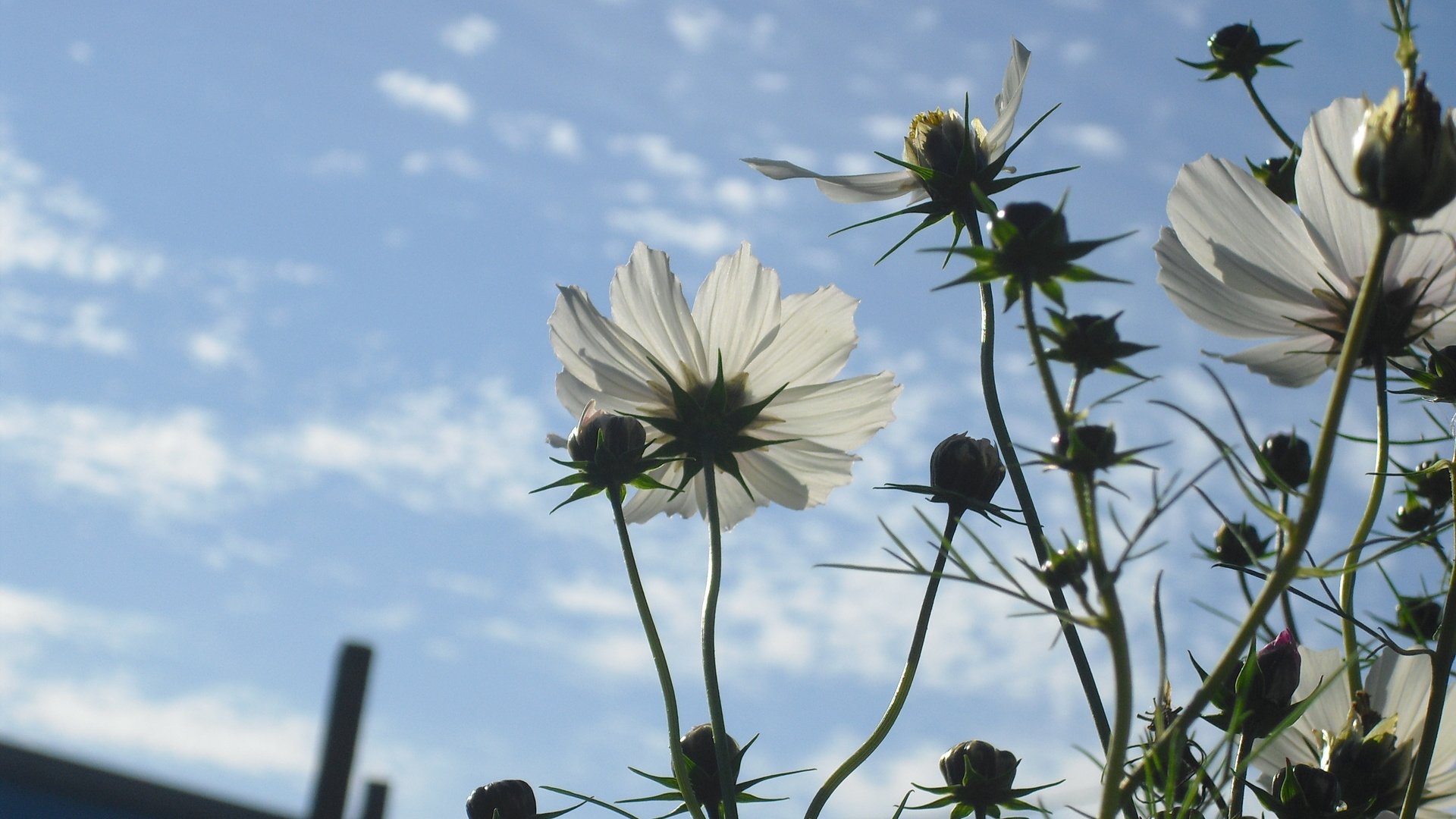 Обои небо, цветы, облака, лепестки, стебли, космея, cvety, leto, nebo, the sky, flowers, clouds, petals, stems, kosmeya разрешение 3456x2304 Загрузить