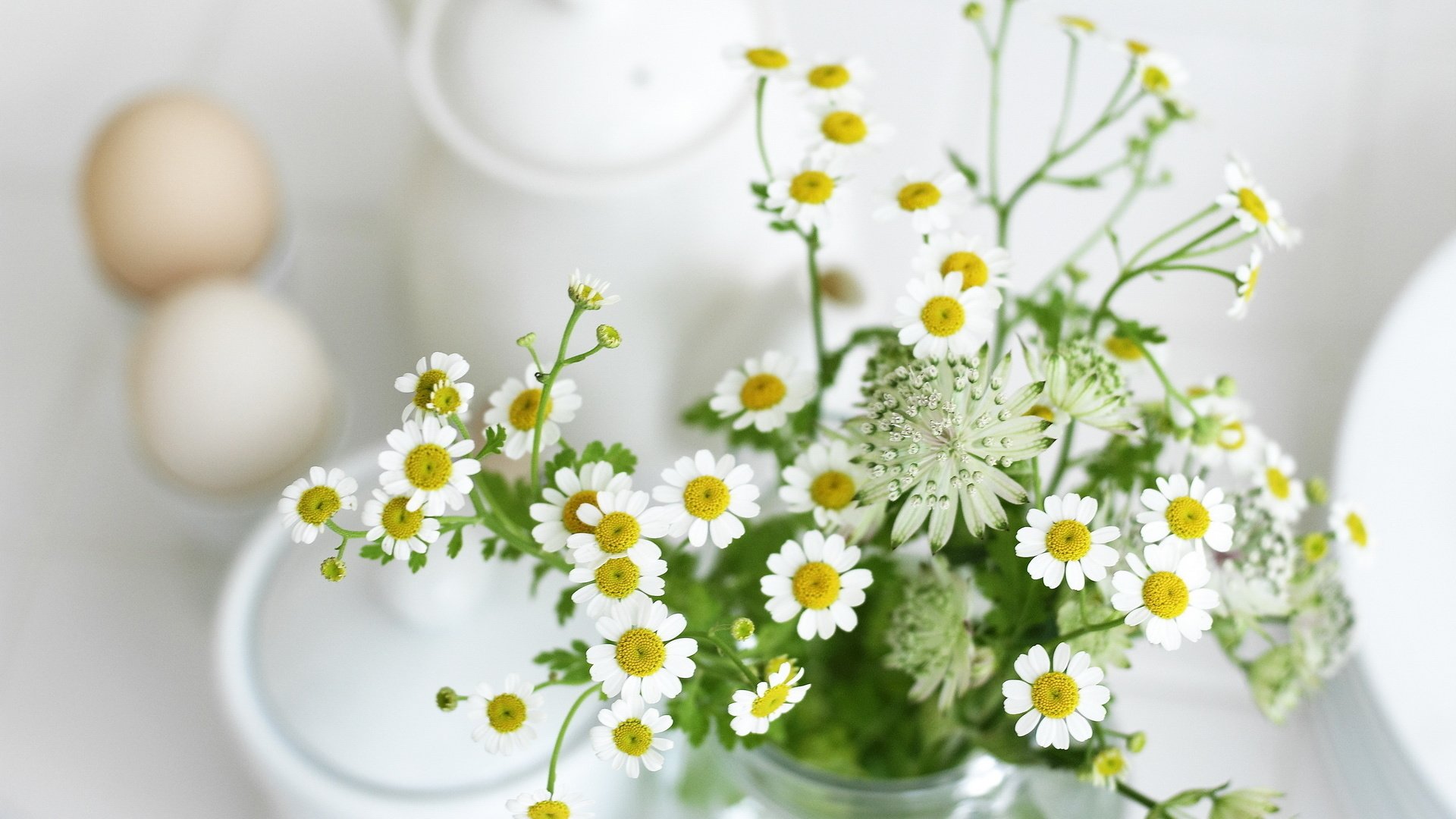 Обои ромашки, полевые, светлый фон, chamomile, field, light background разрешение 1920x1200 Загрузить