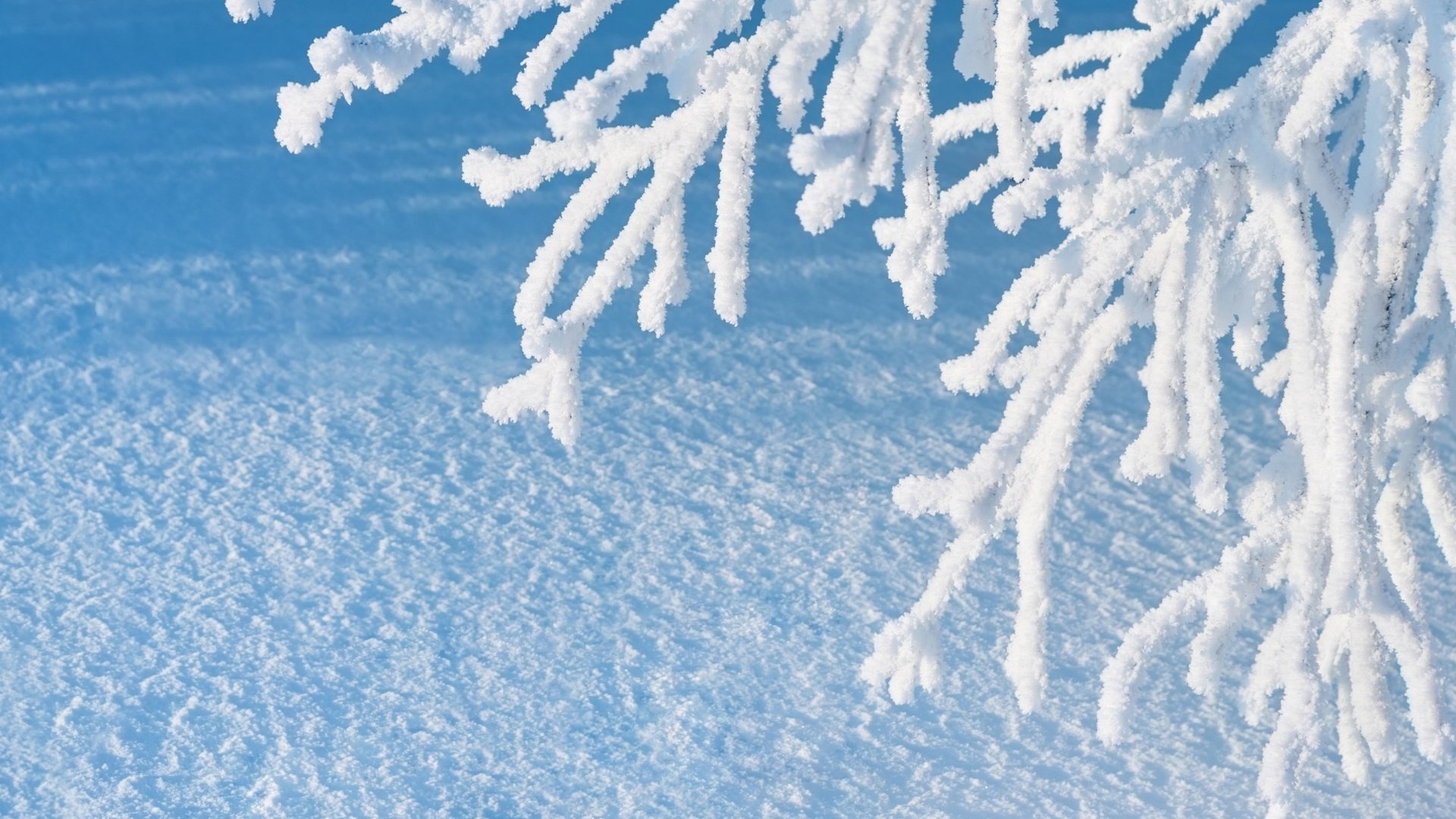 Обои ветка, снег, зима, макро, иней, branch, snow, winter, macro, frost разрешение 2560x1600 Загрузить