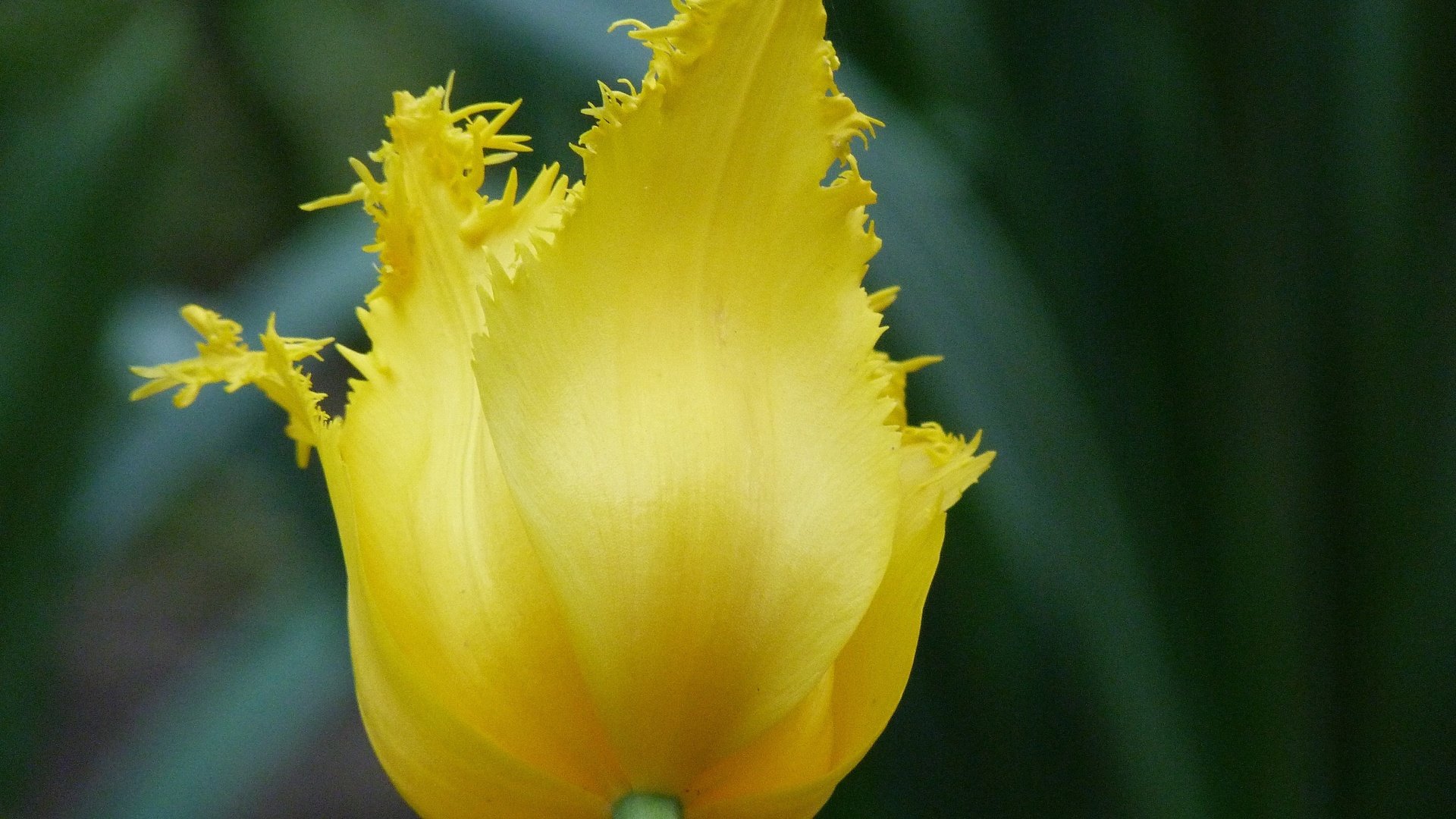 Обои желтый, цветок, тюльпан, cvety, leto, краснодар, yellow, flower, tulip, krasnodar разрешение 4320x3240 Загрузить