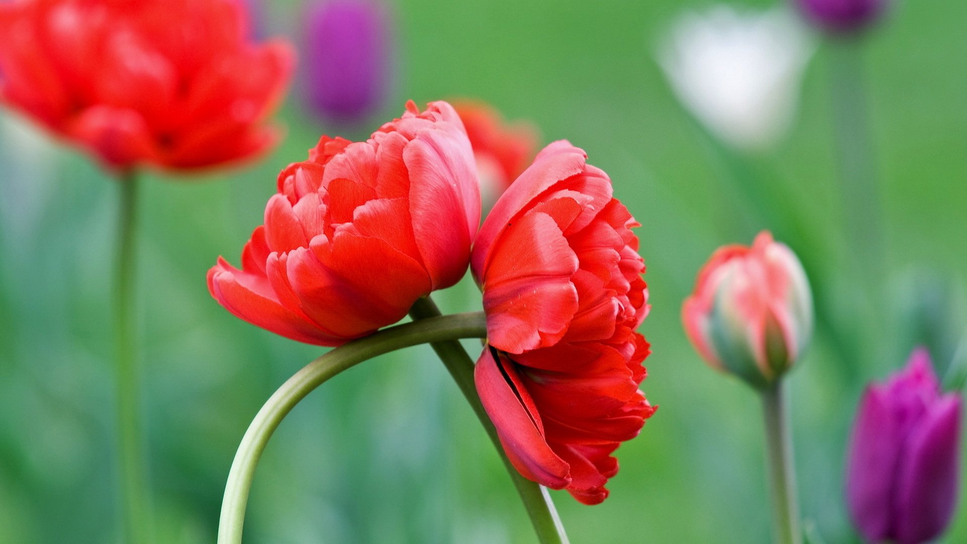 Обои цветы, лето, красный, бутонв, flowers, summer, red, butonu разрешение 1920x1200 Загрузить