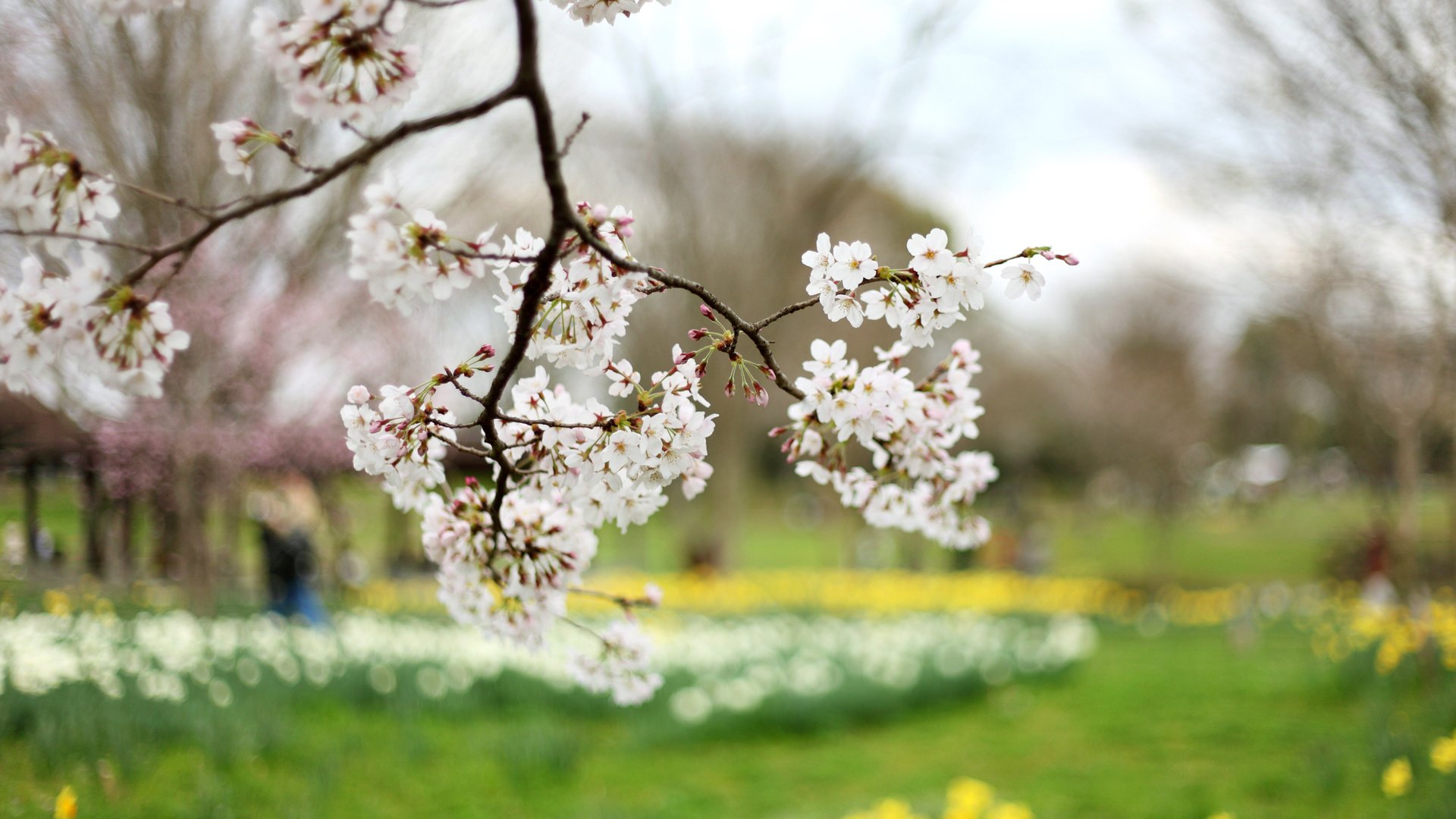 Обои ветка, дерево, цветение, весна, вишня, сакура, branch, tree, flowering, spring, cherry, sakura разрешение 2400x1600 Загрузить