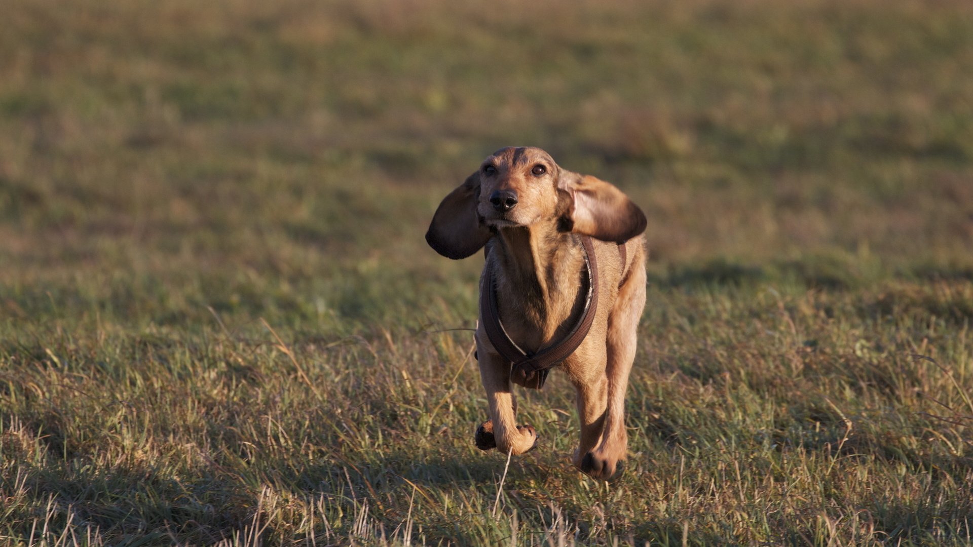 Обои трава, настроение, поле, собака, уши, такса, бег, grass, mood, field, dog, ears, dachshund, running разрешение 2560x1600 Загрузить