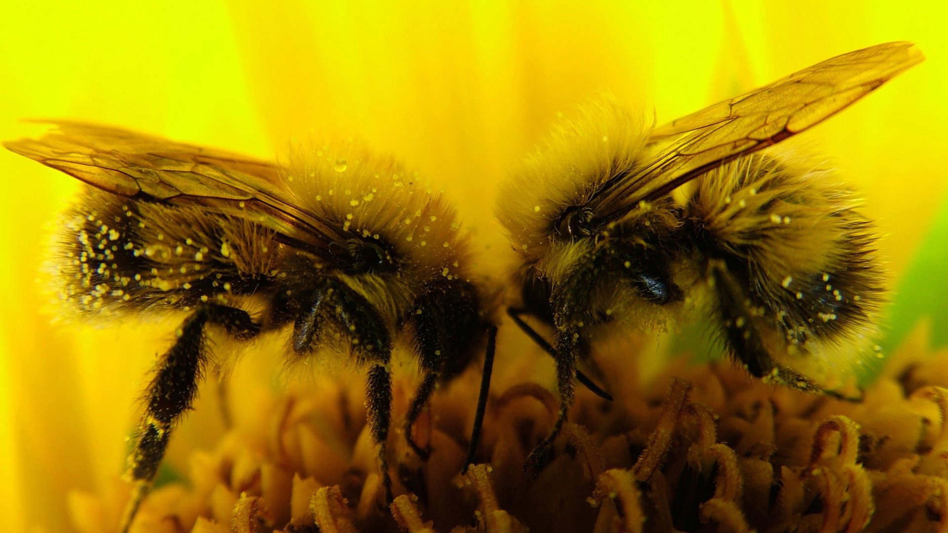 Обои макро, цветок, насекомые, пчелы, пыльца, нектар, macro, flower, insects, bees, pollen, nectar разрешение 1920x1200 Загрузить