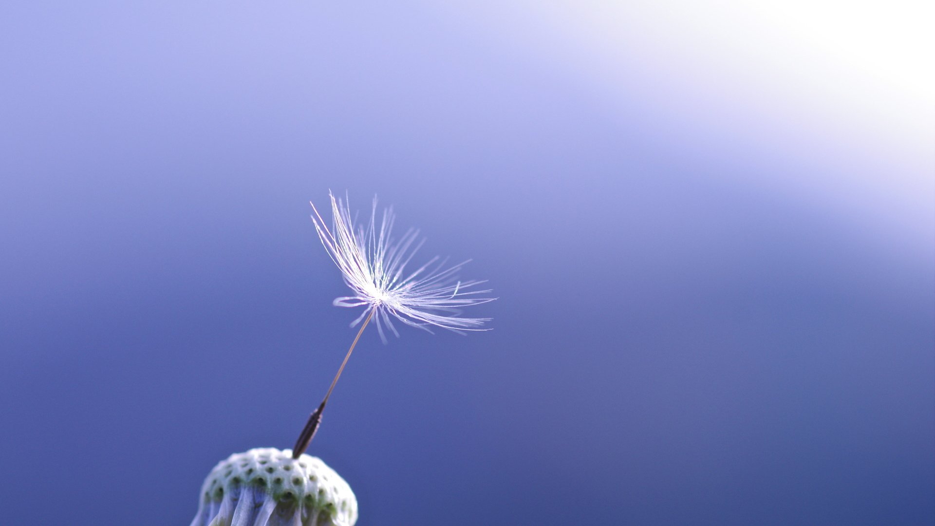 Обои макро, цветок, одуванчик, синий фон, пушинка, macro, flower, dandelion, blue background, fluff разрешение 2560x1600 Загрузить