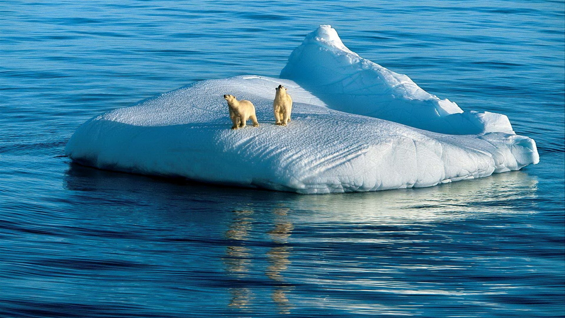 Обои океан, белые, медведи, льдина, арктика, the ocean, white, bears, floe, arctic разрешение 1920x1280 Загрузить