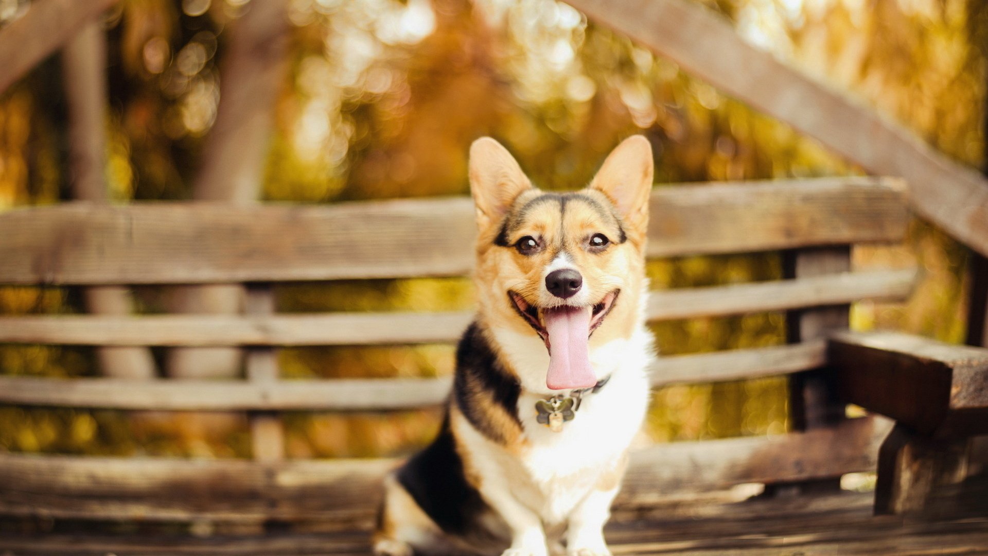 Обои взгляд, собака, скамейка, ошейник, язык, пес, вельш-корги, look, dog, bench, collar, language, welsh corgi разрешение 1920x1200 Загрузить