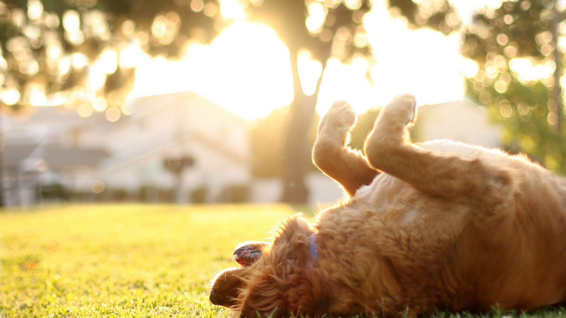 Обои свет, трава, лето, собака, золотистый ретривер, light, grass, summer, dog, golden retriever разрешение 2560x1600 Загрузить