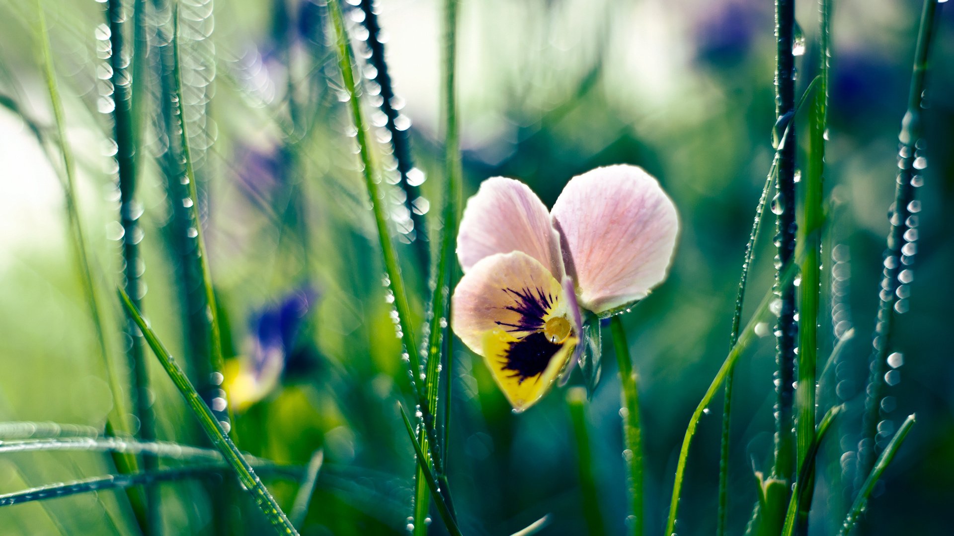 Обои цветы, трава, роса, капли, анютины глазки, flowers, grass, rosa, drops, pansy разрешение 2560x1600 Загрузить