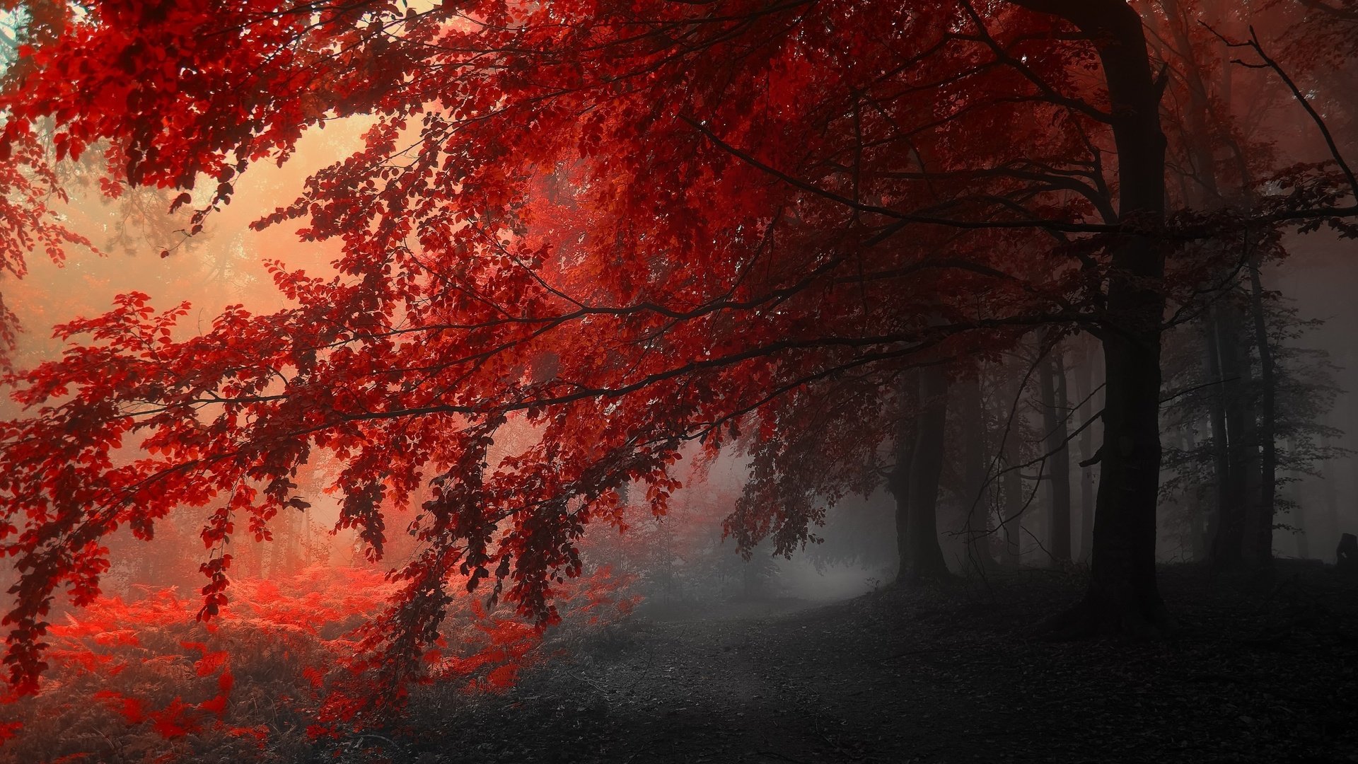 Обои деревья, туман, осень, тропинка, фотография янека седлара, (janek sedlar), trees, fog, autumn, path, picture of janek sedlar разрешение 2560x1600 Загрузить