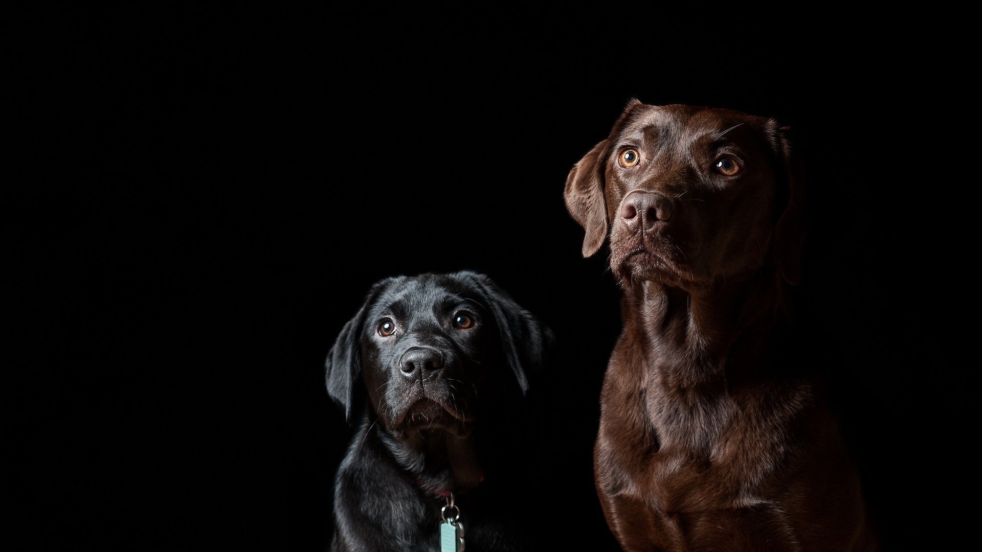 Обои черный фон, друзья, собаки, black background, friends, dogs разрешение 1920x1278 Загрузить