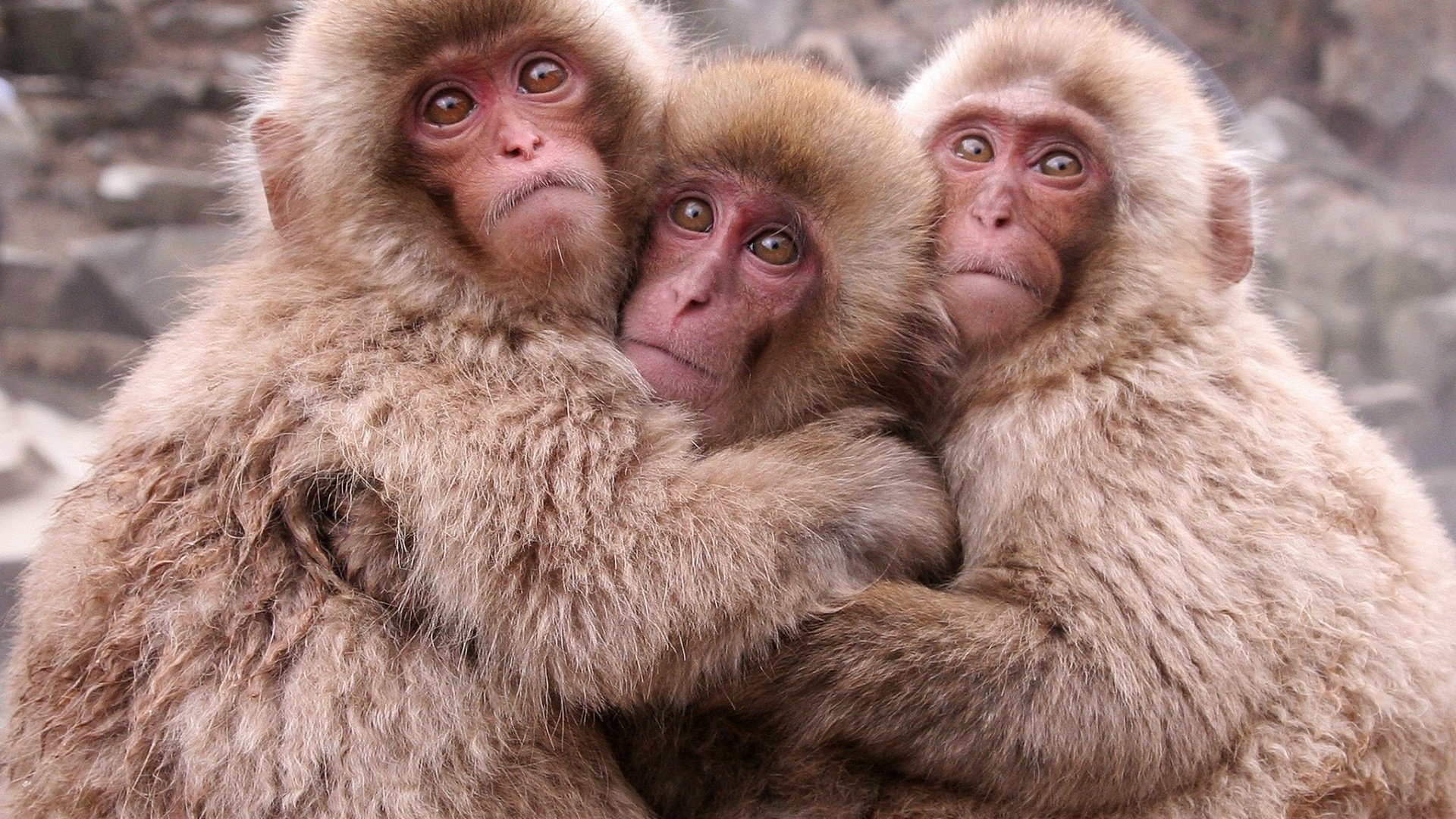 Обои малыши, приматы, обезьянки, обезьяны, японские макаки, kids, primates, monkeys, monkey, japanese macaque разрешение 1920x1200 Загрузить
