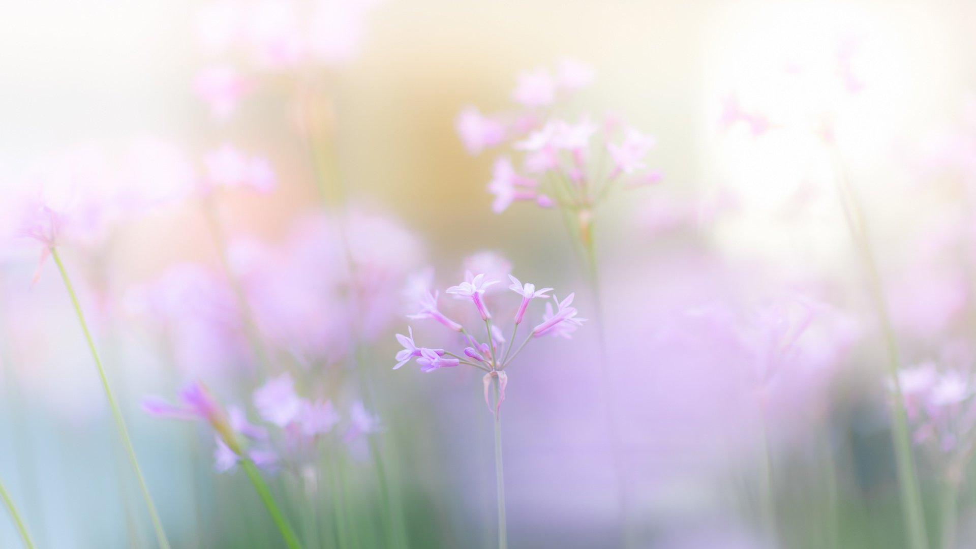 Обои цветы, размытость, весна, розовые, нежные, полевые, flowers, blur, spring, pink, gentle, field разрешение 1920x1280 Загрузить