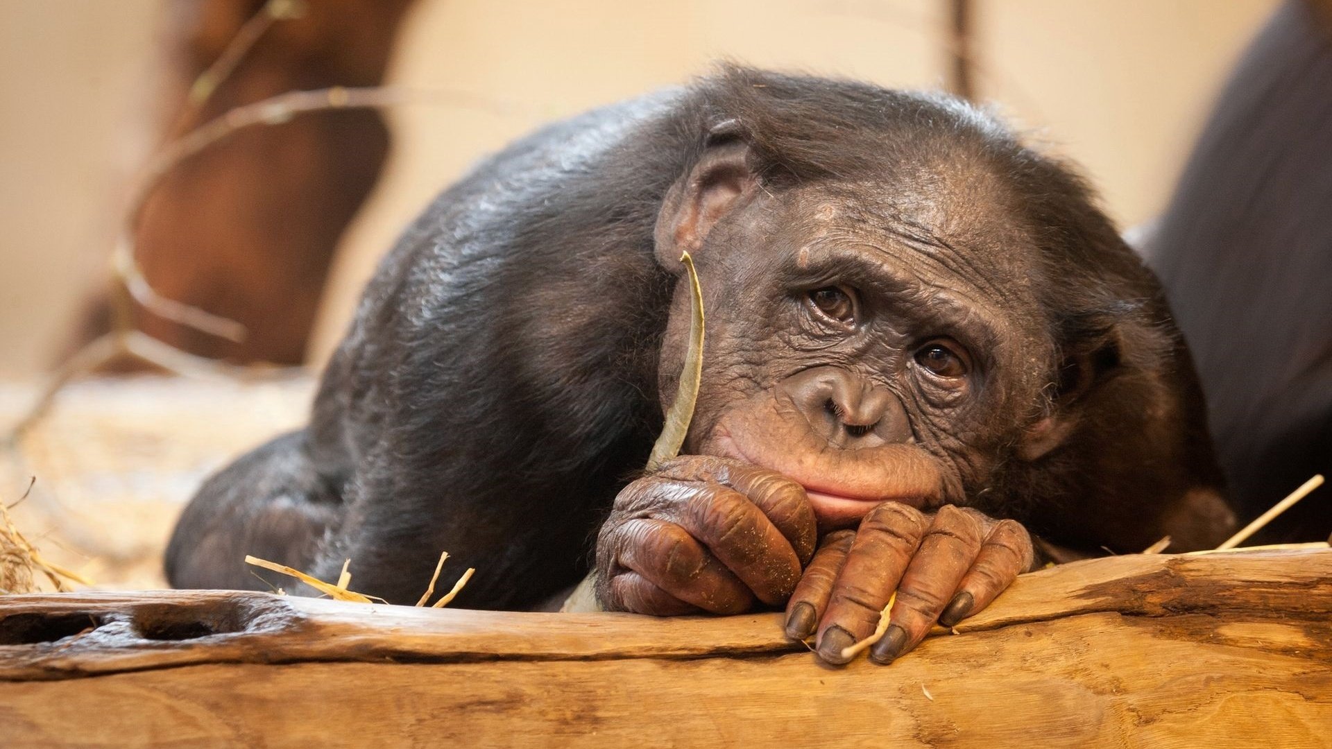 Обои глаза, грусть, взгляд, обезьяна, шимпанзе, eyes, sadness, look, monkey, chimpanzees разрешение 1920x1280 Загрузить