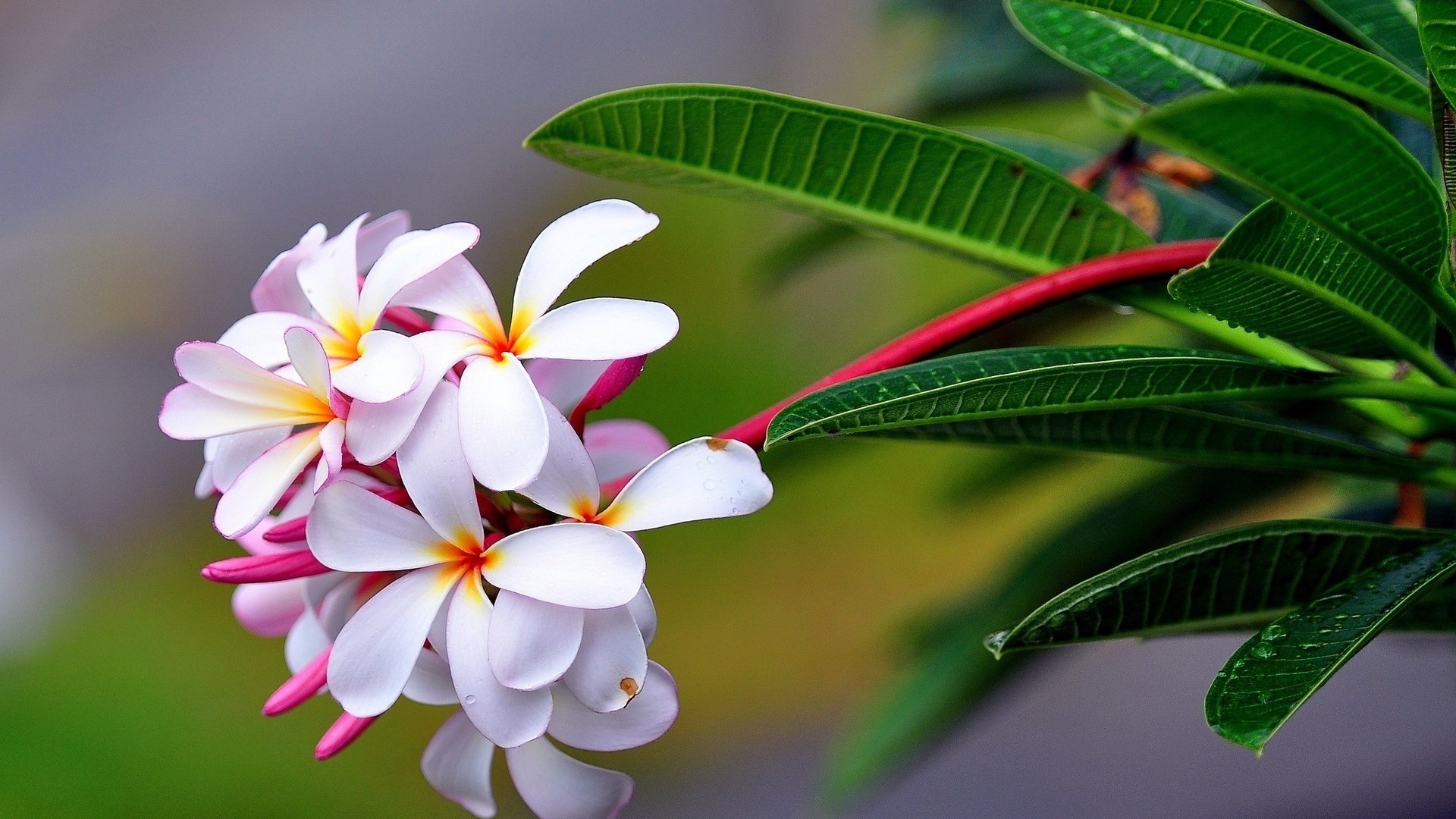 Обои цветы, макро, соцветие, плюмерия, flowers, macro, inflorescence, plumeria разрешение 2048x1448 Загрузить