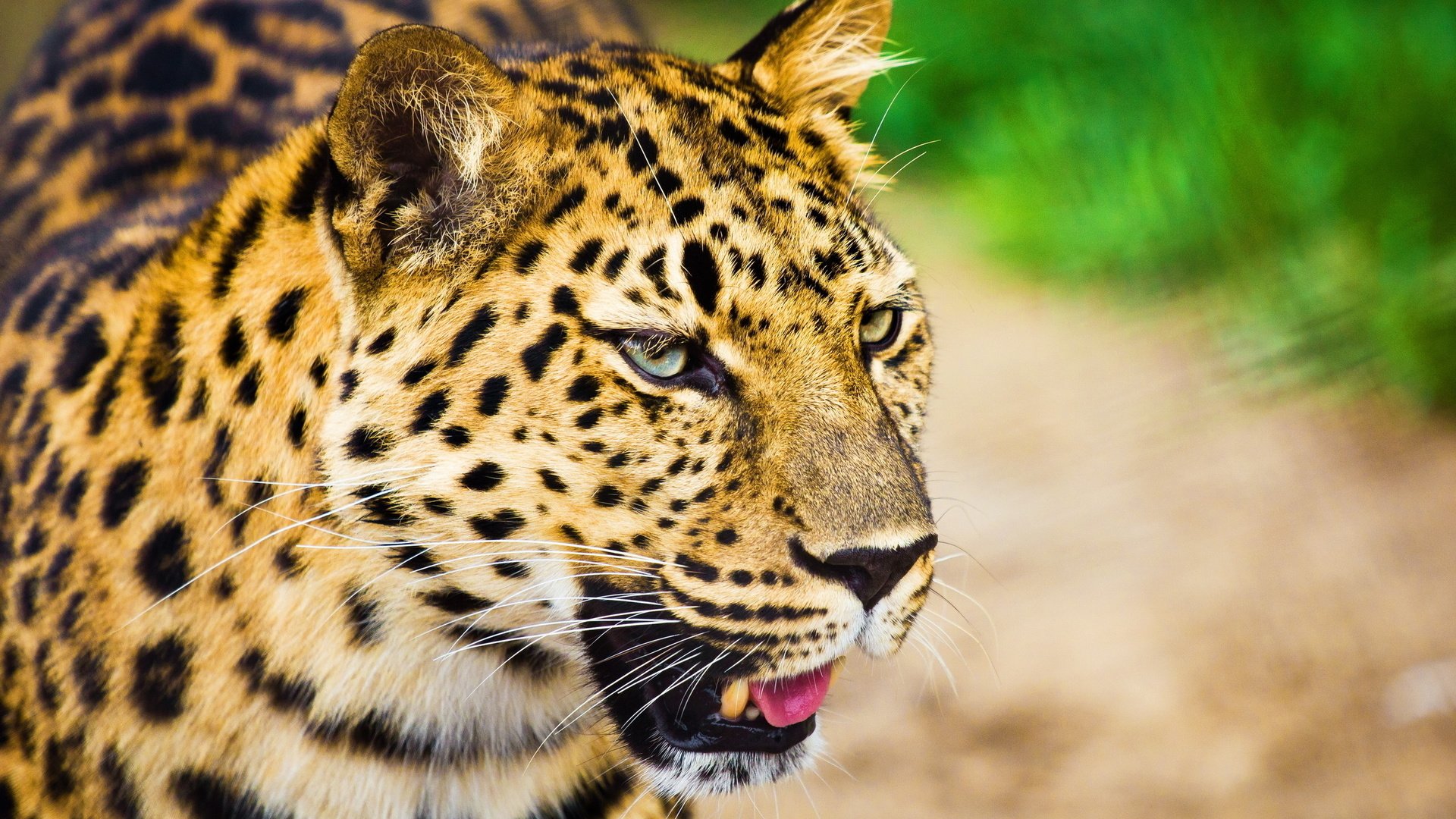 Обои морда, усы, взгляд, леопард, большая кошка, пятнистая, face, mustache, look, leopard, big cat, spotted разрешение 2560x1707 Загрузить