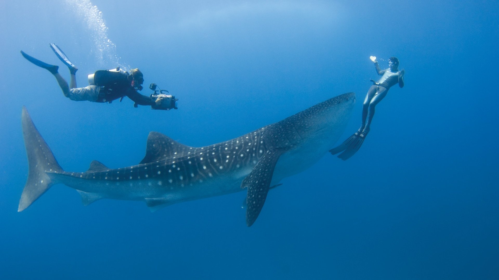 Обои тропики, мальдивы, дайвинг, tropics, the maldives, diving разрешение 1927x1280 Загрузить